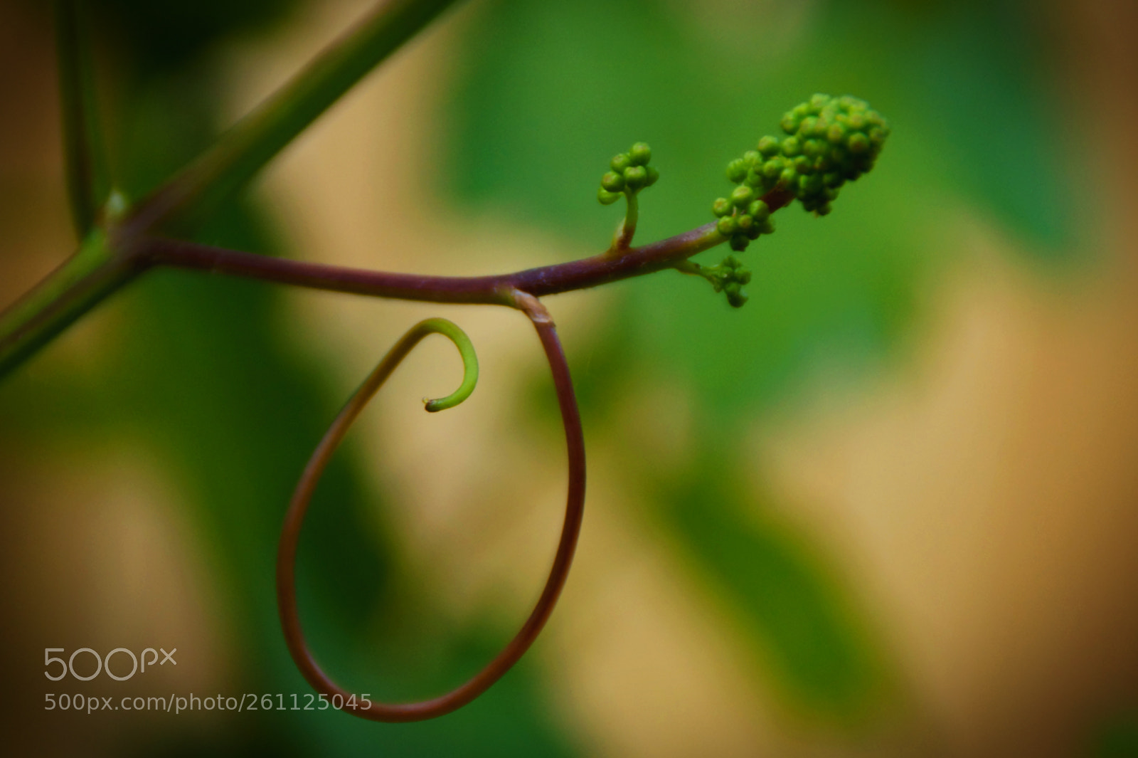 Sony SLT-A58 sample photo. Green photography