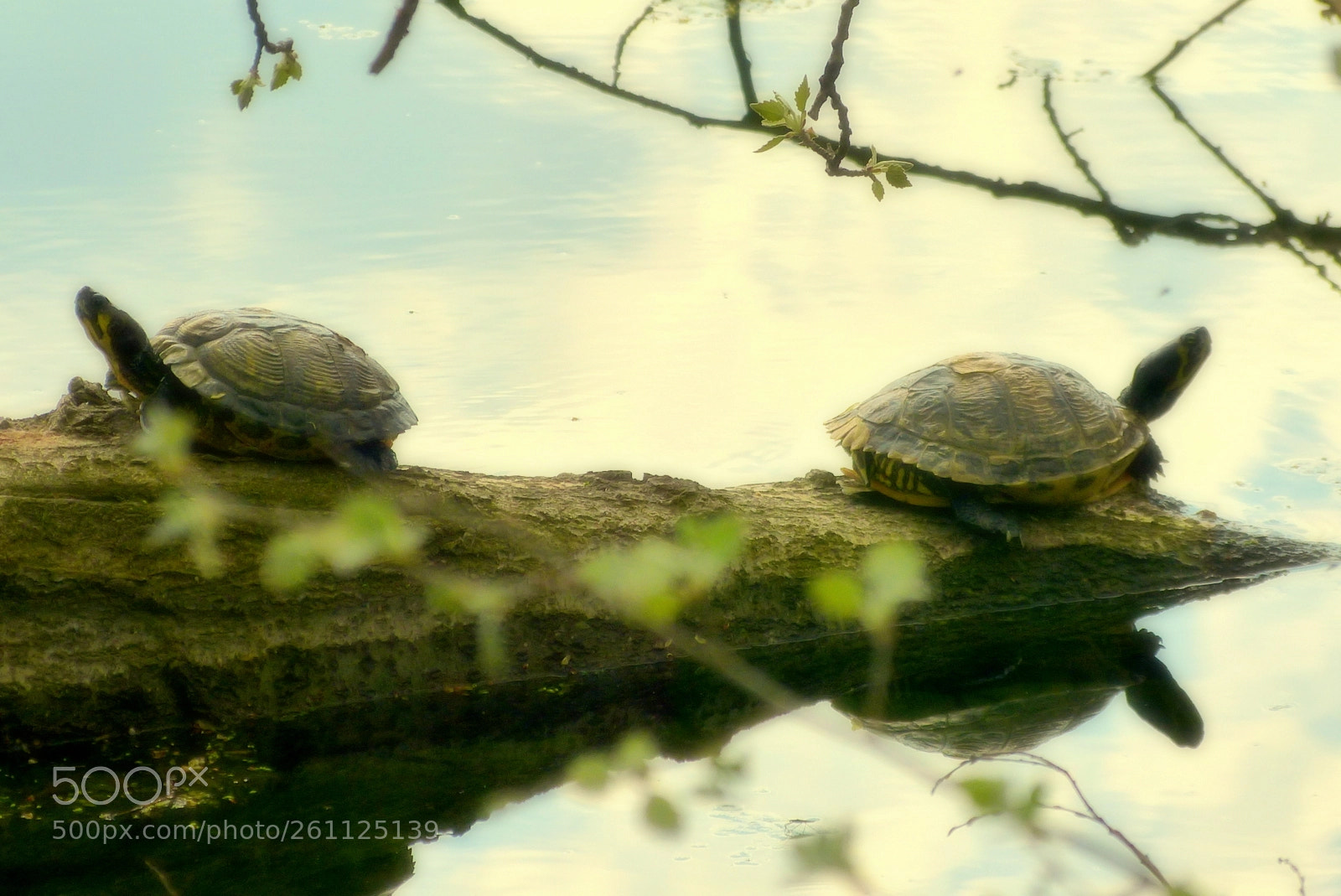 Panasonic Lumix DMC-FZ150 sample photo. Turtles in the sun photography