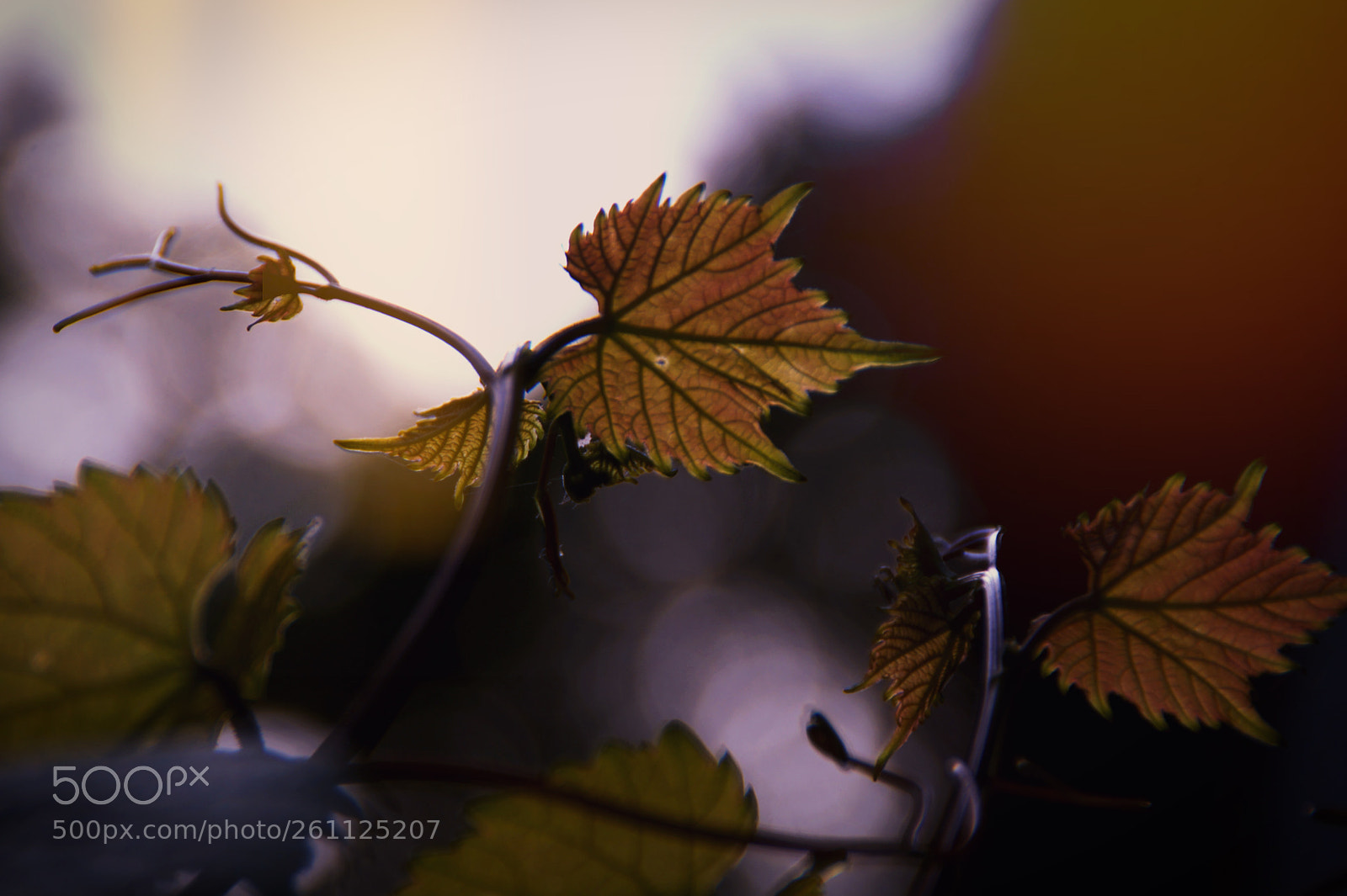 Sony SLT-A58 sample photo. Leaves photography