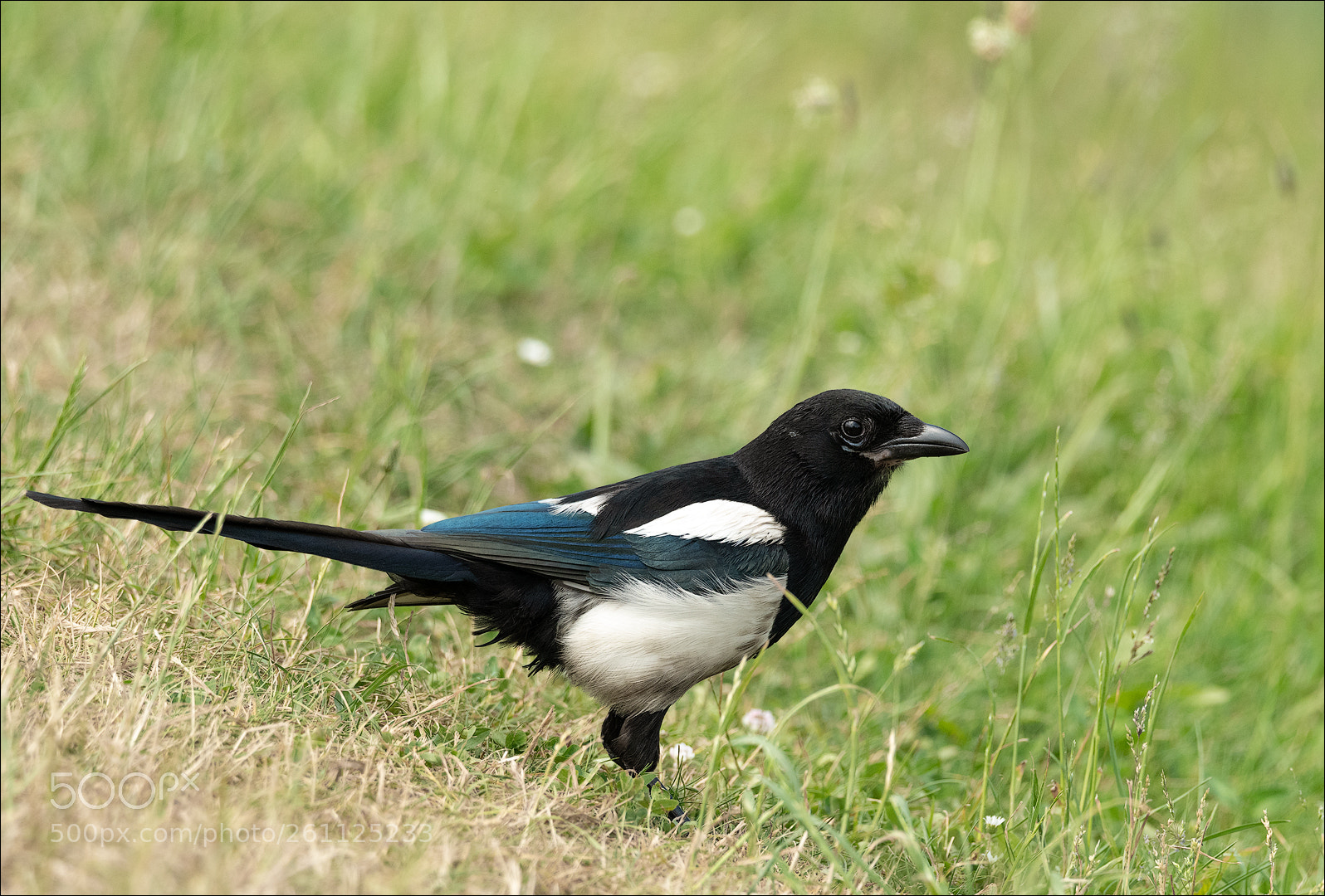 Nikon D850 sample photo. Eurasian magpie / elster photography