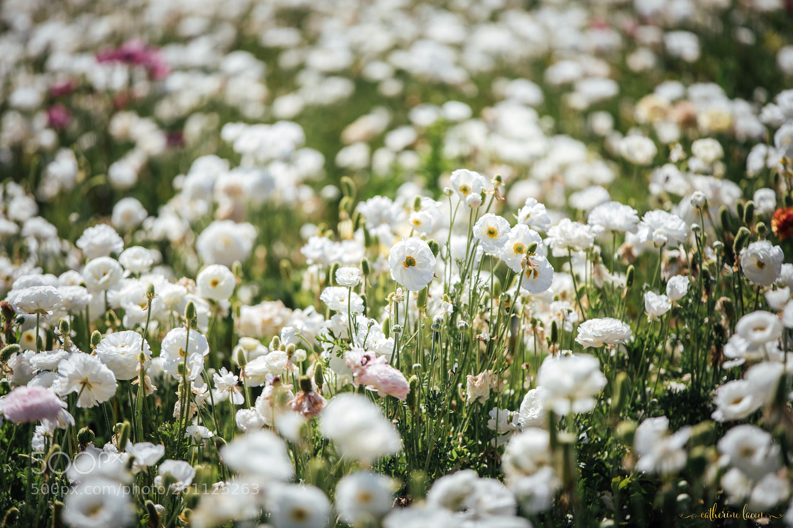 Canon EOS 5D Mark IV sample photo. White photography