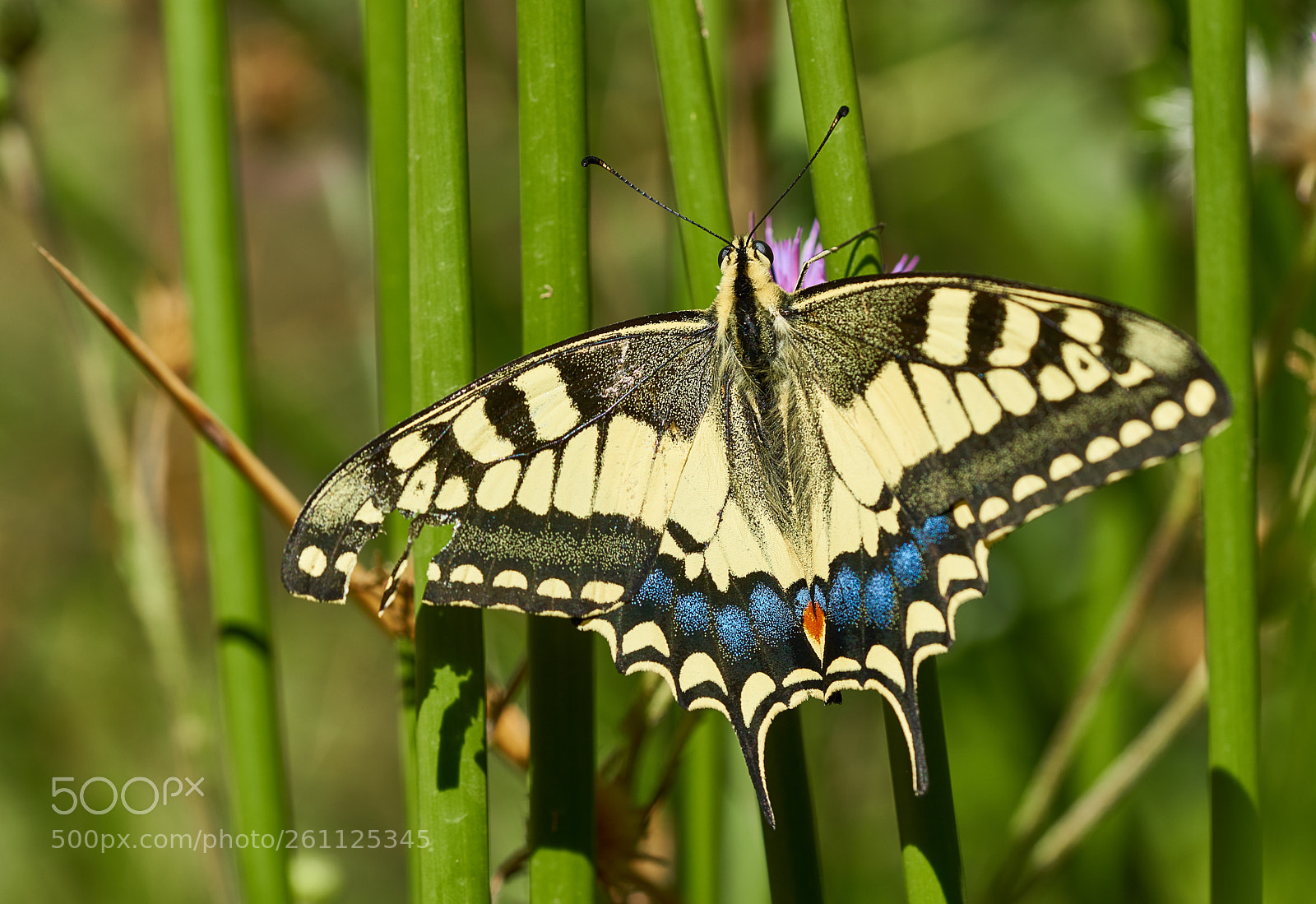 Sony a7R II sample photo. Papilio machaon photography
