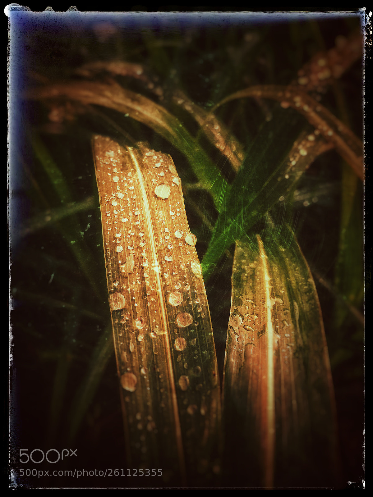 LG G6 sample photo. Water drops photography