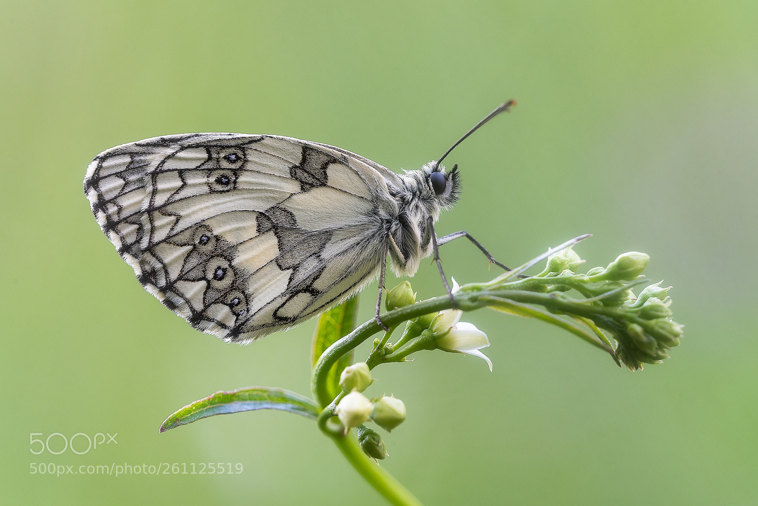 Nikon D750 sample photo. Melanargia galathea photography