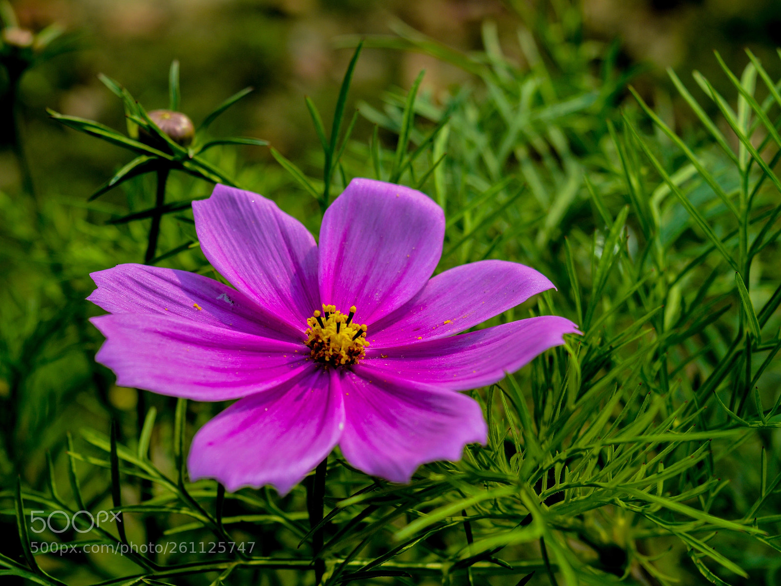 Nikon D3200 sample photo. Untitled photography
