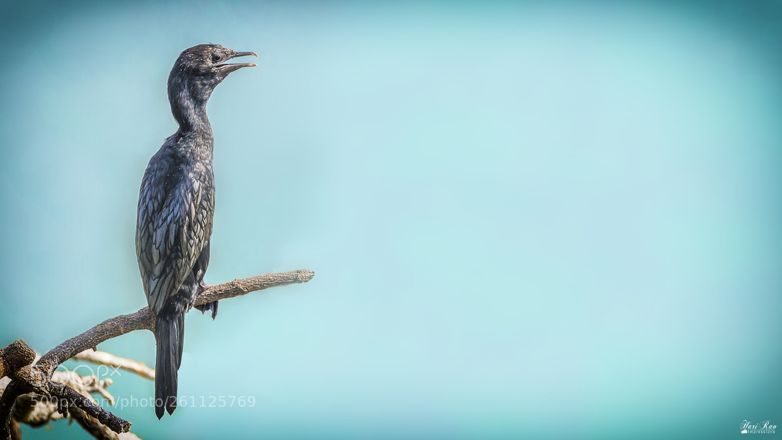 Nikon D810 sample photo. Greater cormorant photography