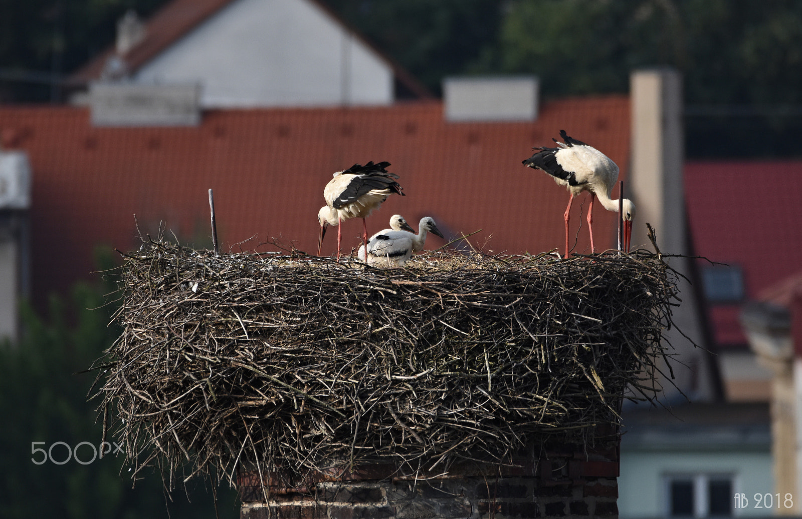 Nikon D7200 + Sigma 150-600mm F5-6.3 DG OS HSM | C sample photo. Stork famili photography