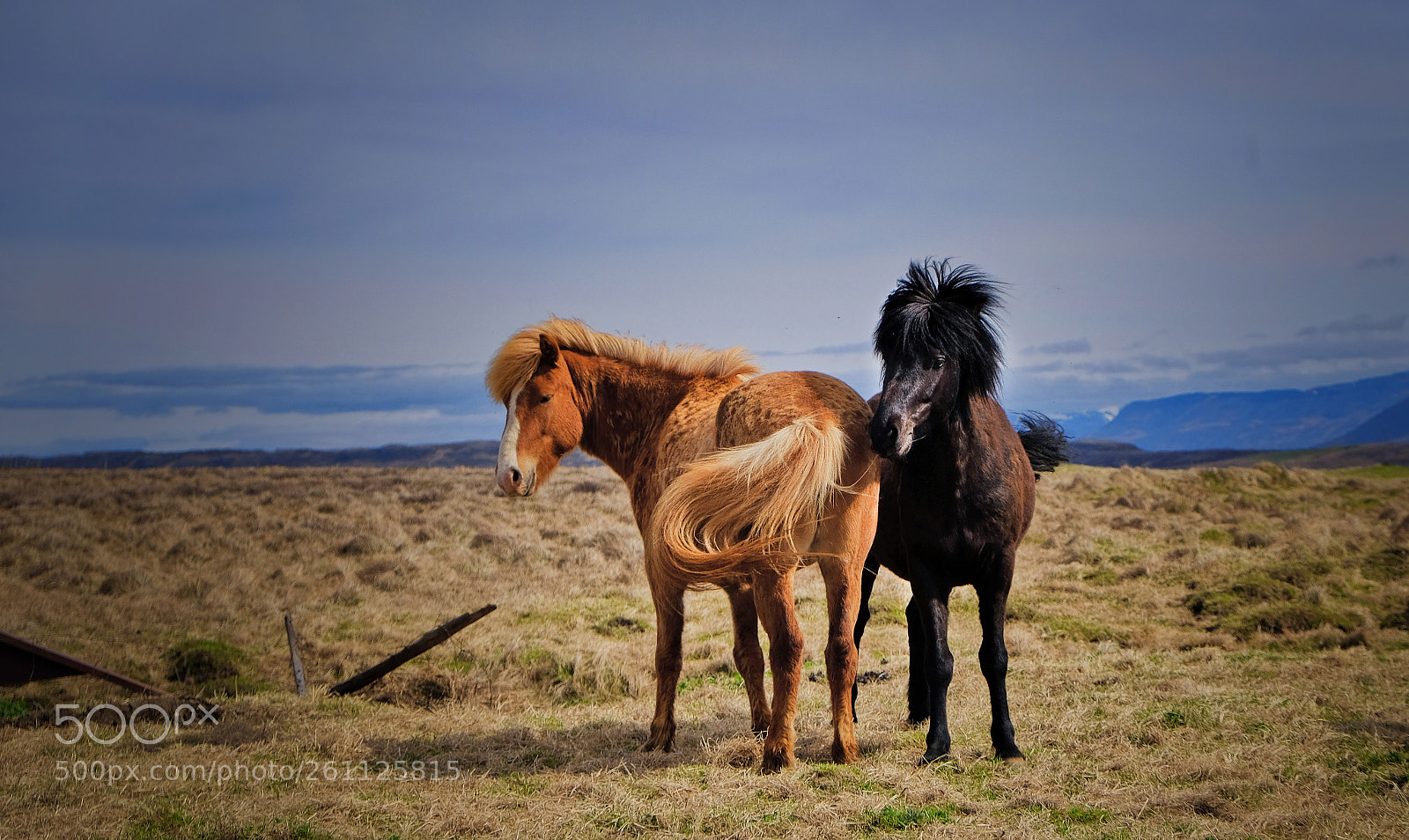 Fujifilm X-T20 sample photo. Icelandic horses photography