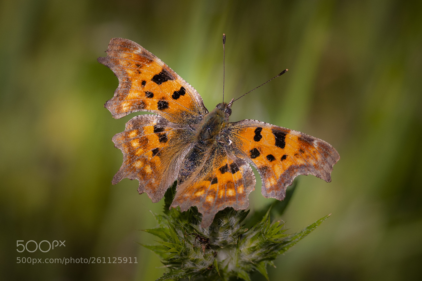 Nikon D500 sample photo. Polygonia c-album photography
