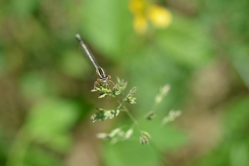 Sigma 105mm F2.8 EX DG OS HSM sample photo. Agrion photography