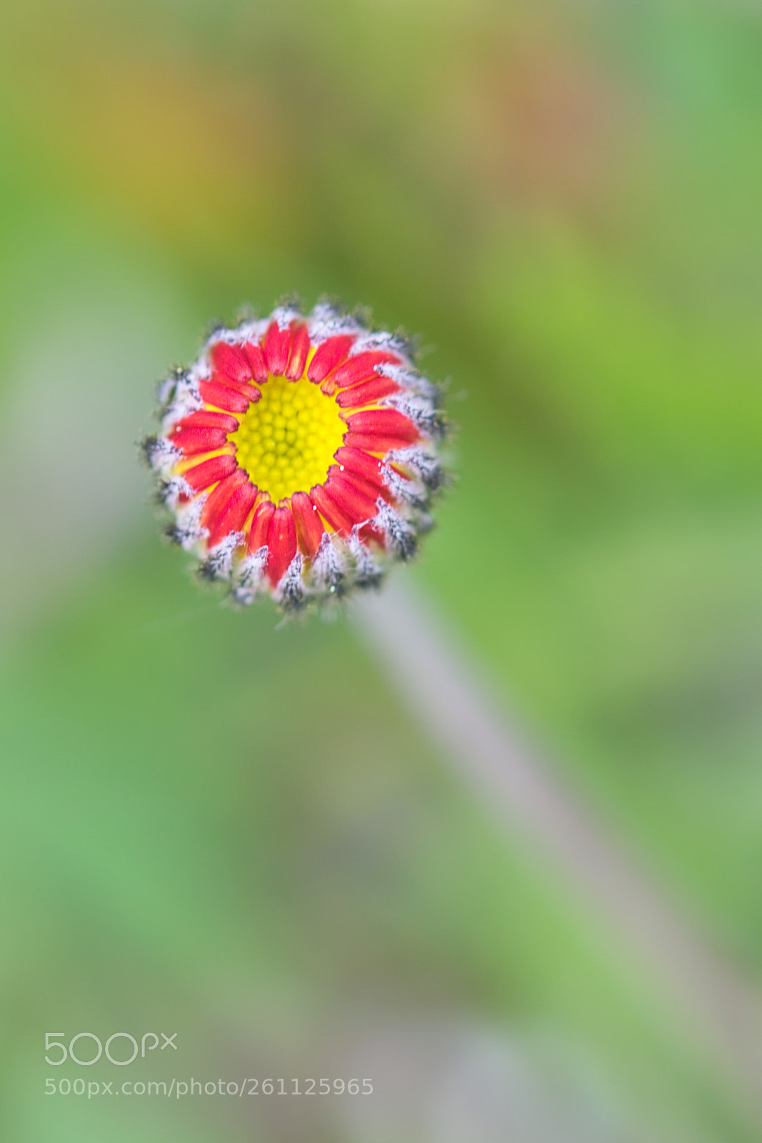 Canon EOS 760D (EOS Rebel T6s / EOS 8000D) sample photo. Closed photography