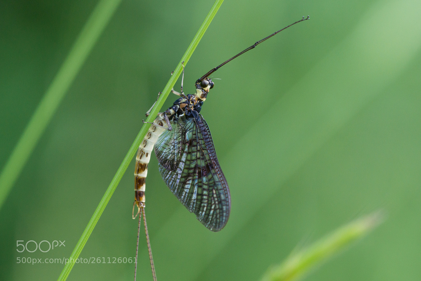 Sony a6000 sample photo. Mayfly photography