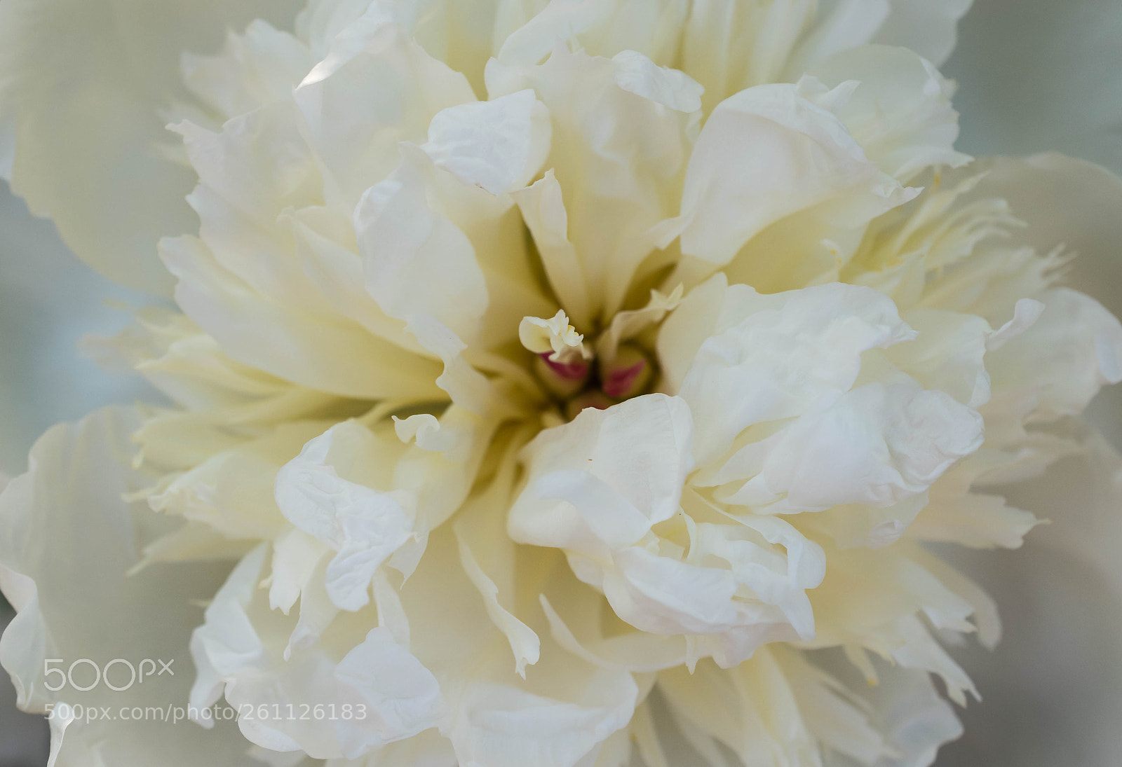 Nikon D5600 sample photo. Pfingstrose photography