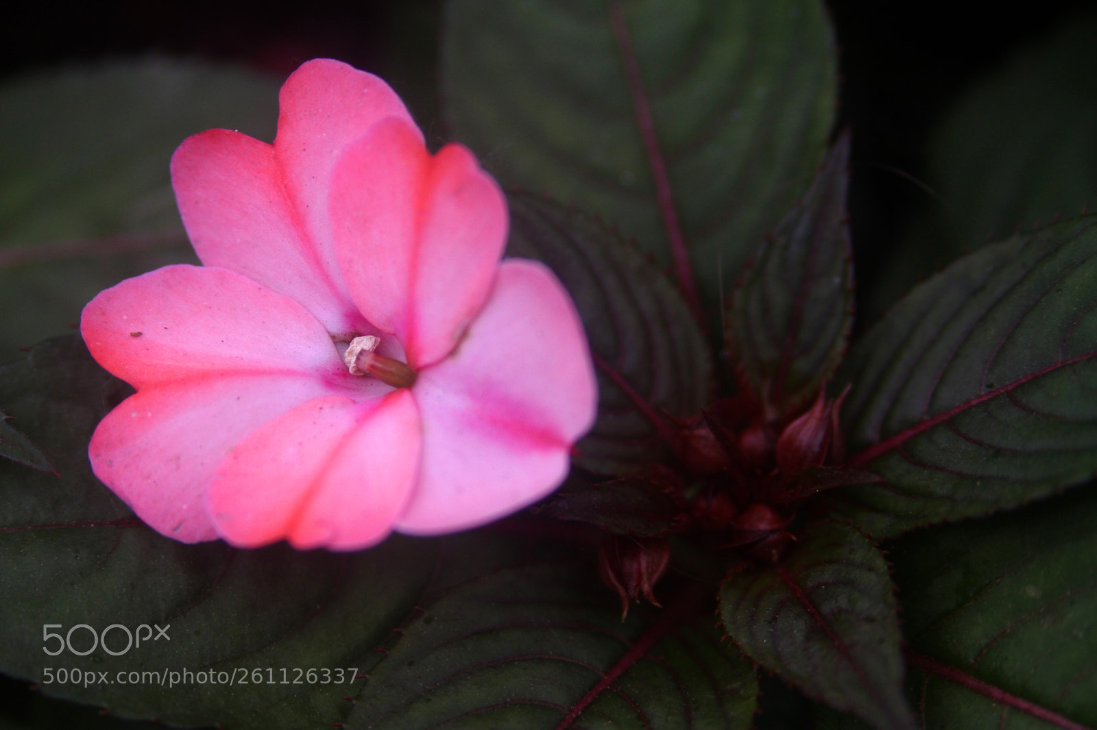Canon EOS 7D sample photo. Wild flower photography