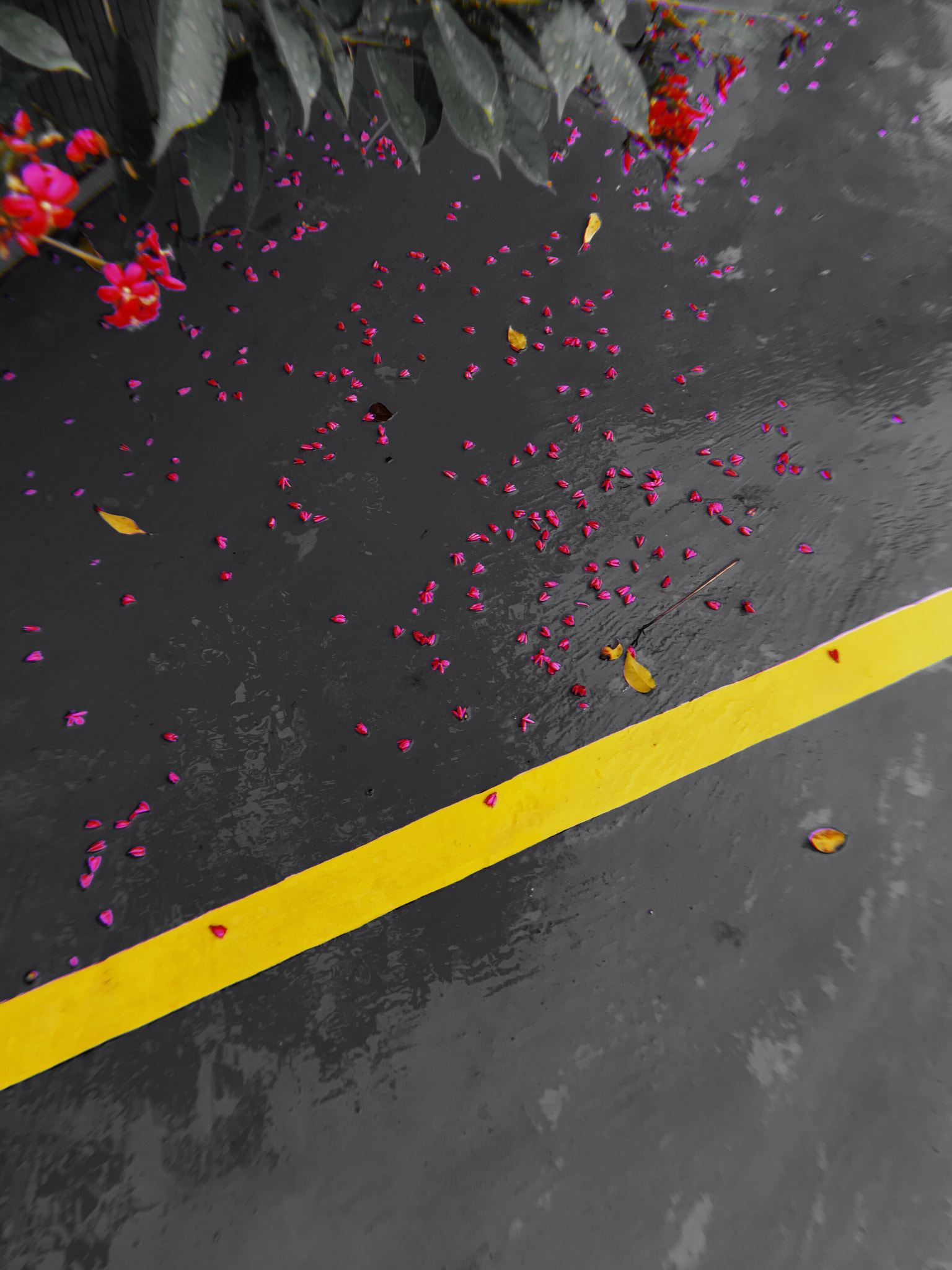 Apple iPhone sample photo. Rain flowers photography