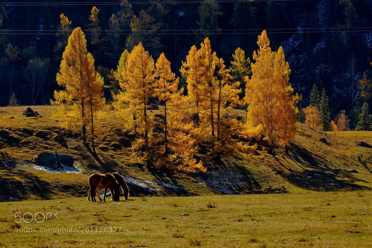 Fujifilm X-T1 sample photo. Russia. late autumn in photography