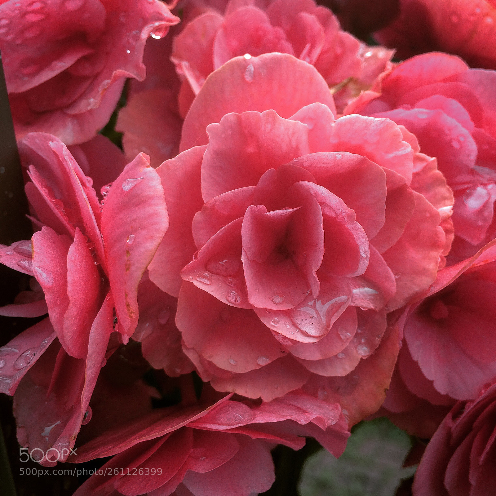 Apple iPhone 5s sample photo. Have a beautiful day  photography