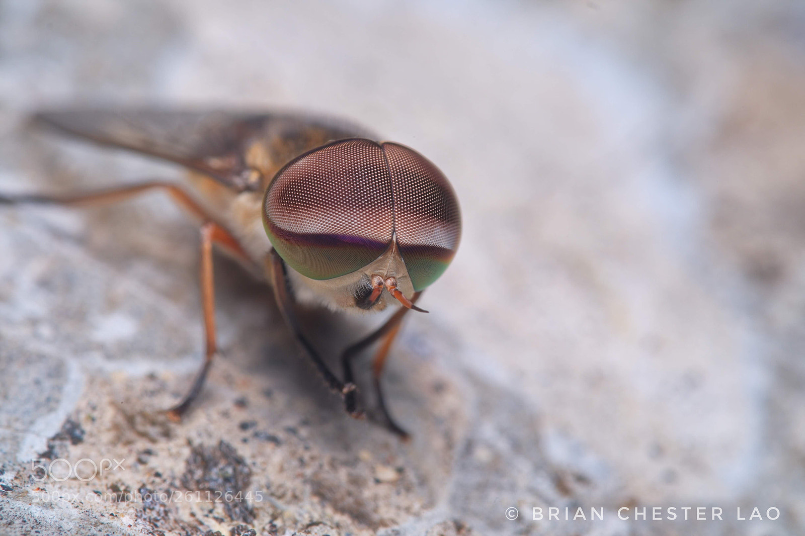 Fujifilm X-T1 sample photo. Resting horse fly photography