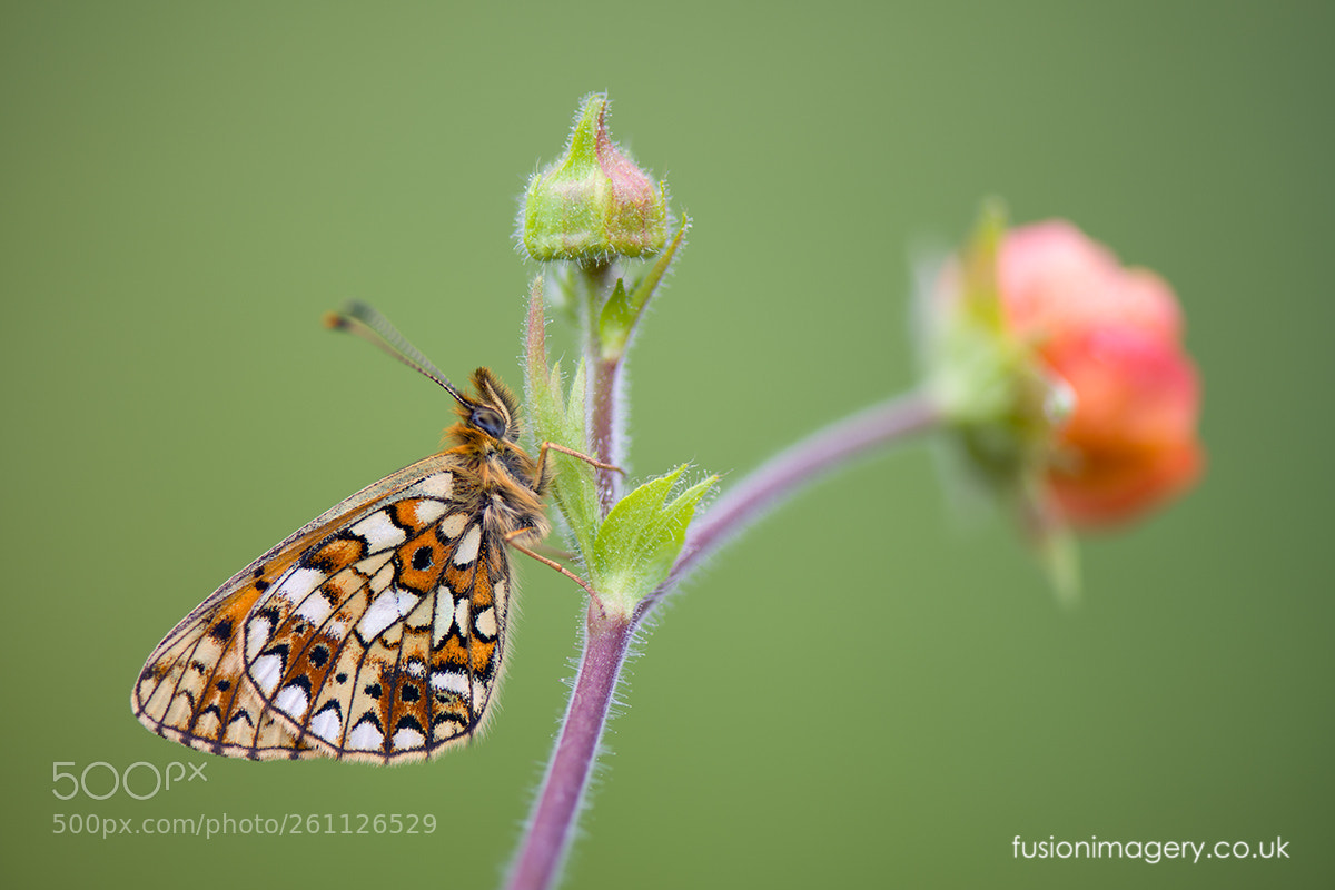 Nikon D850 sample photo. Boloria selene photography