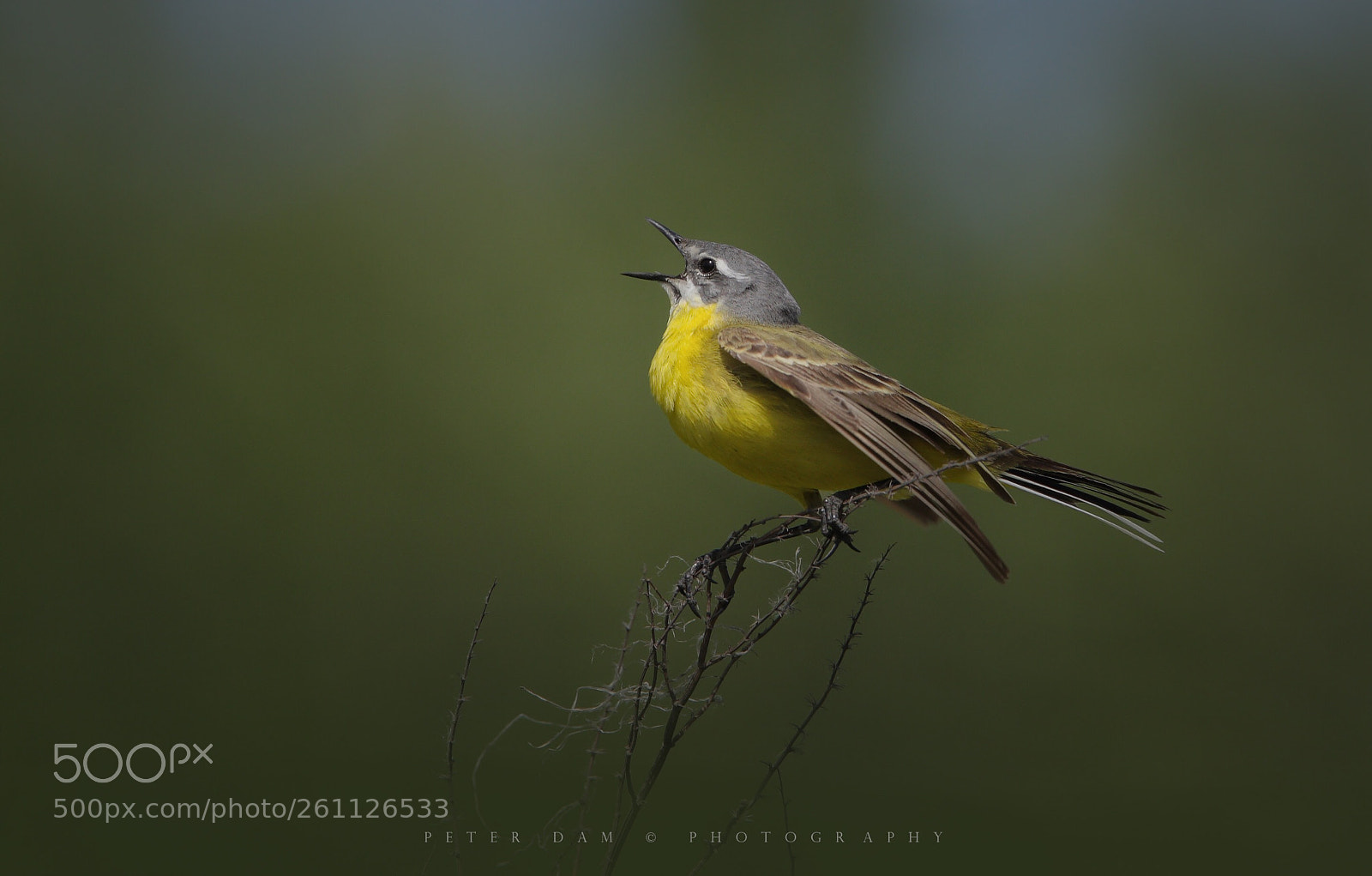 Canon EOS 40D sample photo. Yellow wagtail singing photography