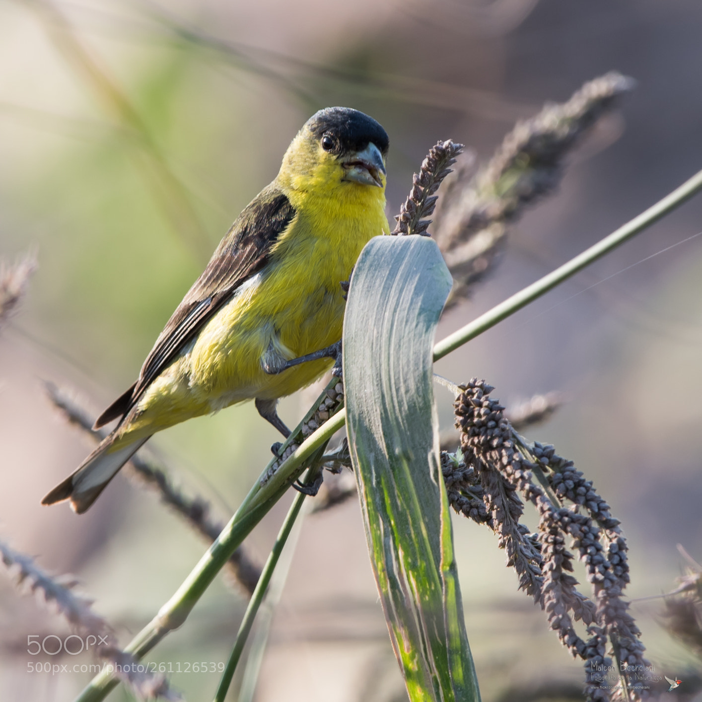 Nikon D810 sample photo. Mbs photography