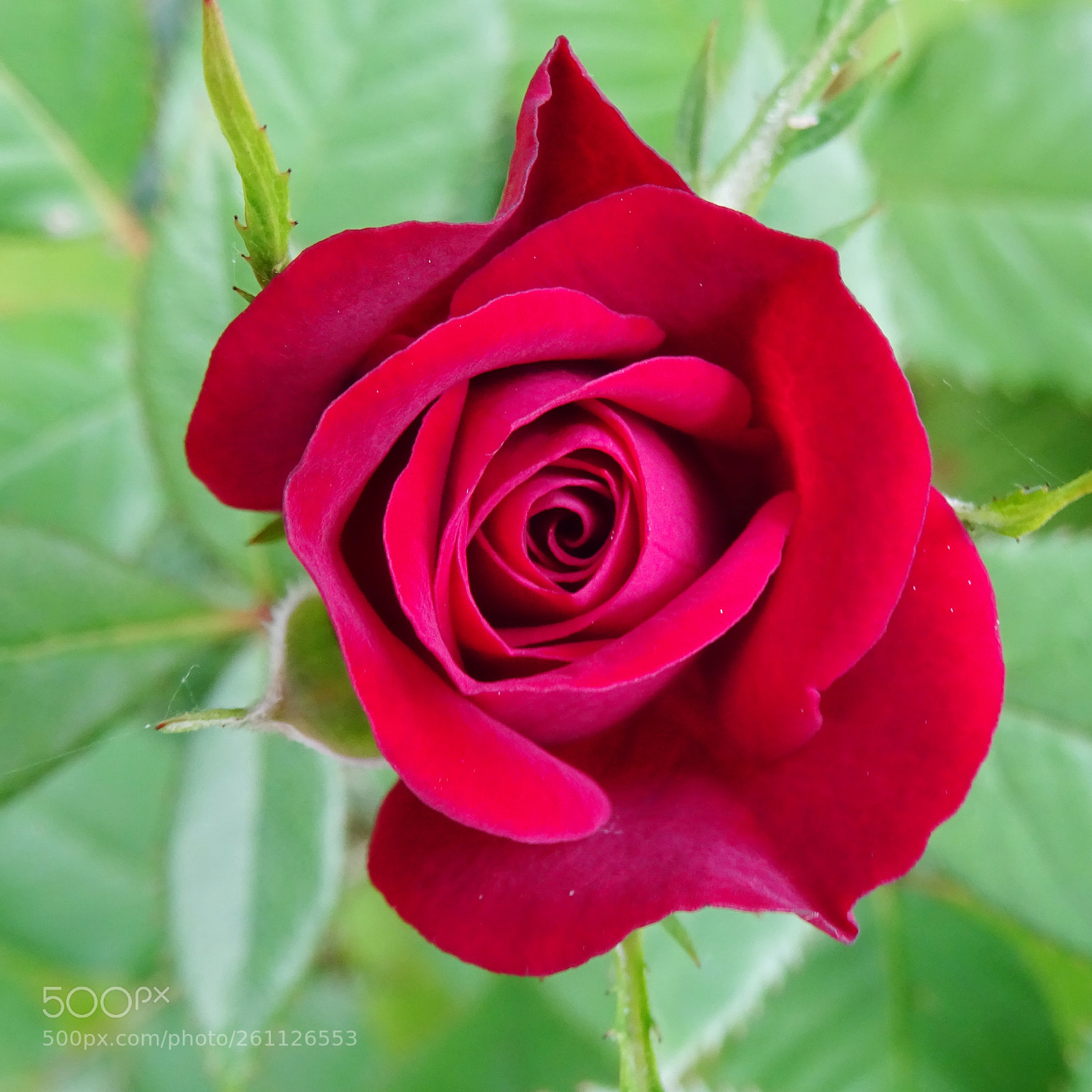 Sony DSC-HX60V sample photo. Single red rose photography