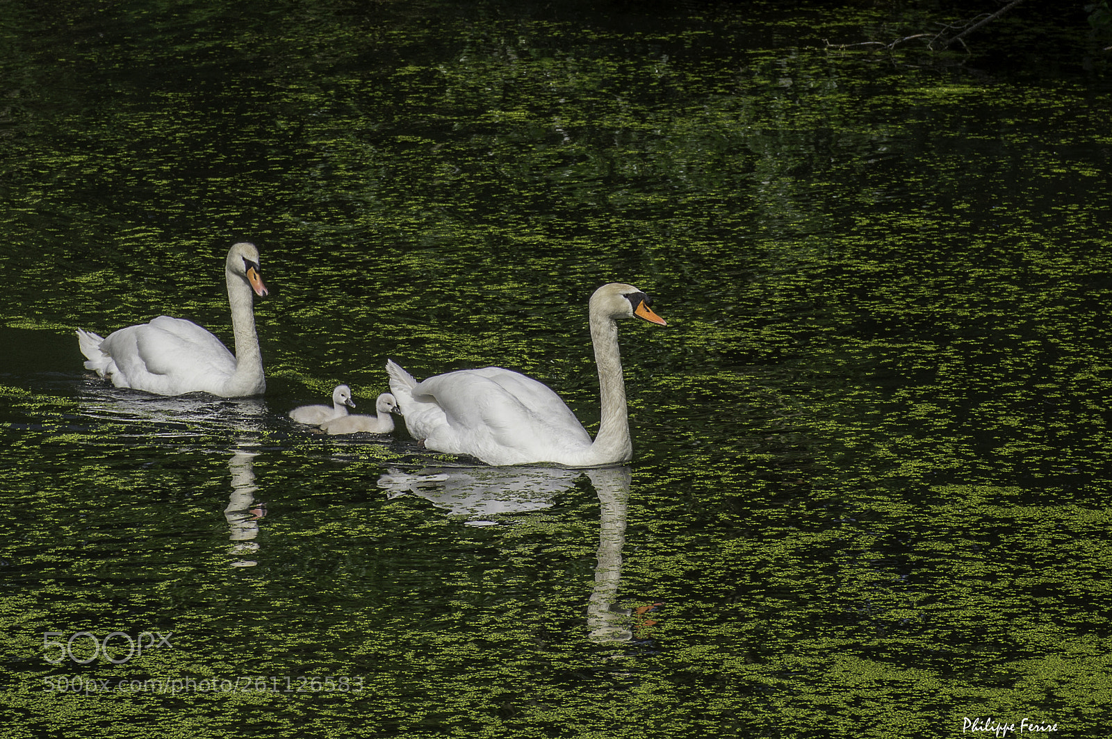 Nikon D3200 sample photo. The swan family photography