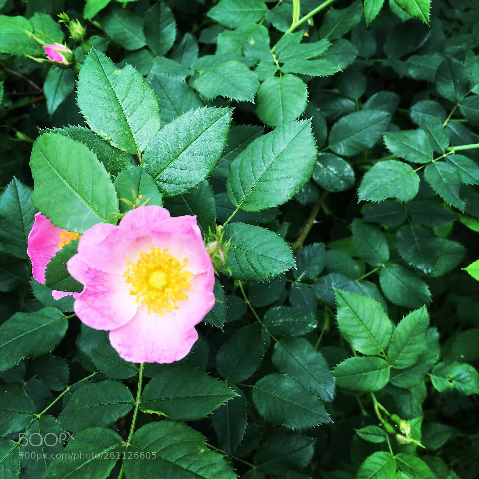 Apple iPhone 6s Plus sample photo. Roses photography