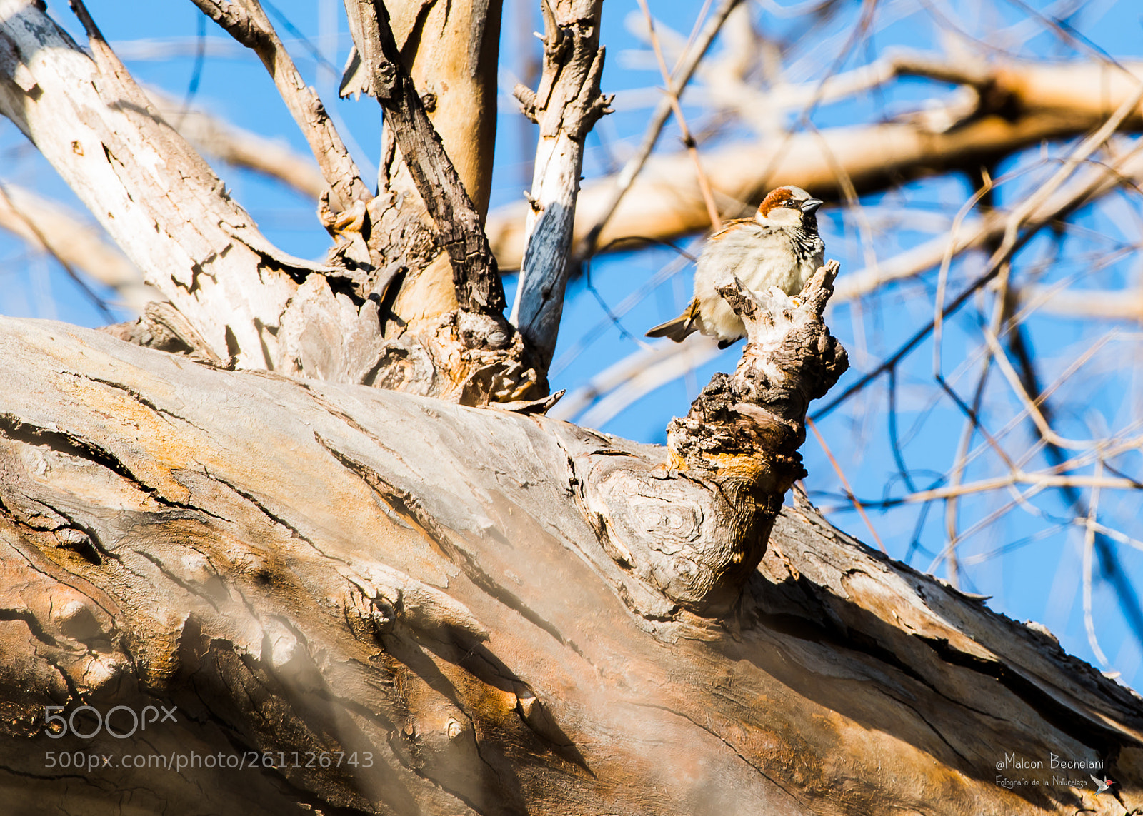 Nikon D810 sample photo. Mbs photography