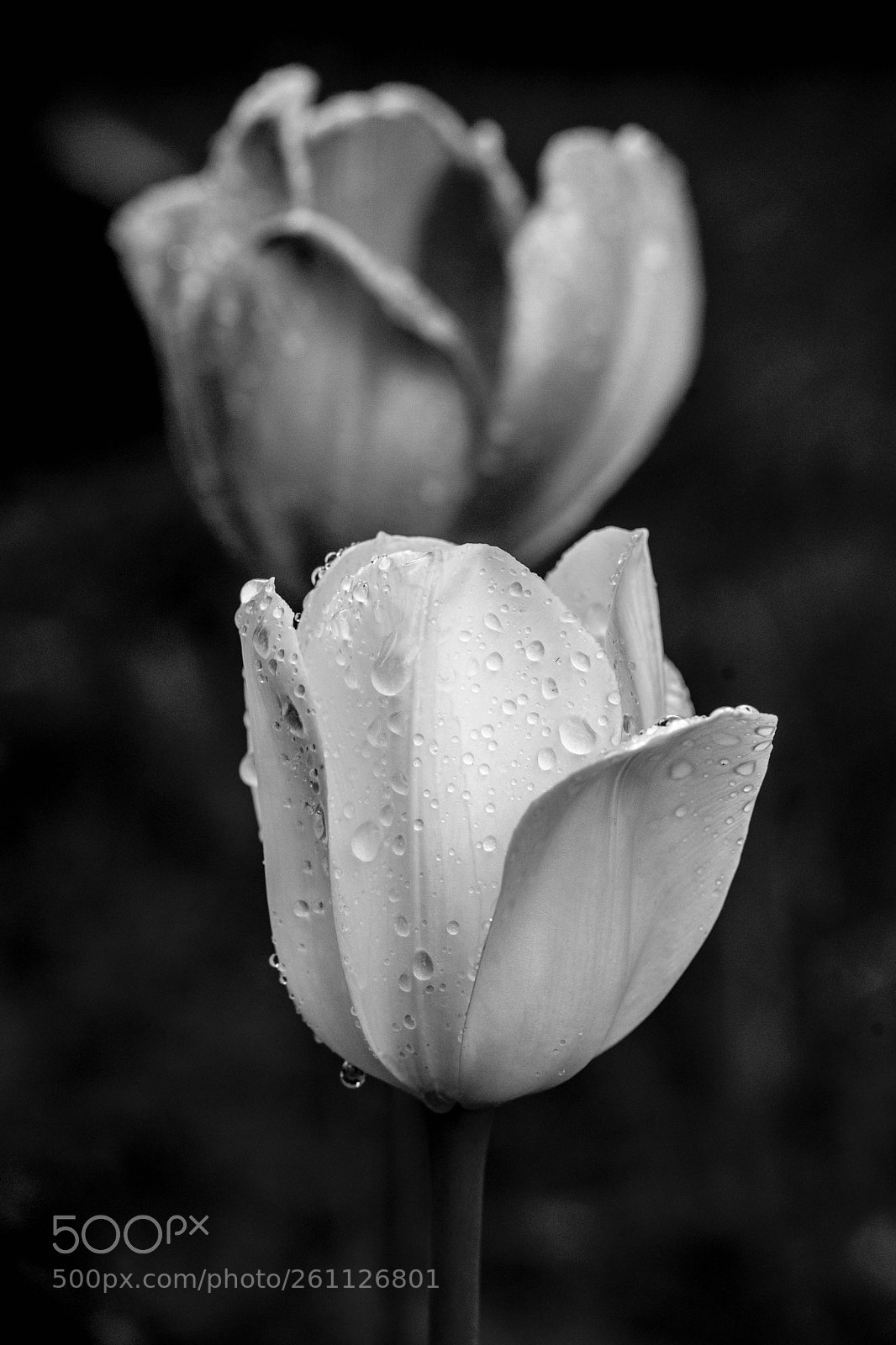 Sony Alpha DSLR-A850 sample photo. Цветочки-лютики... photography