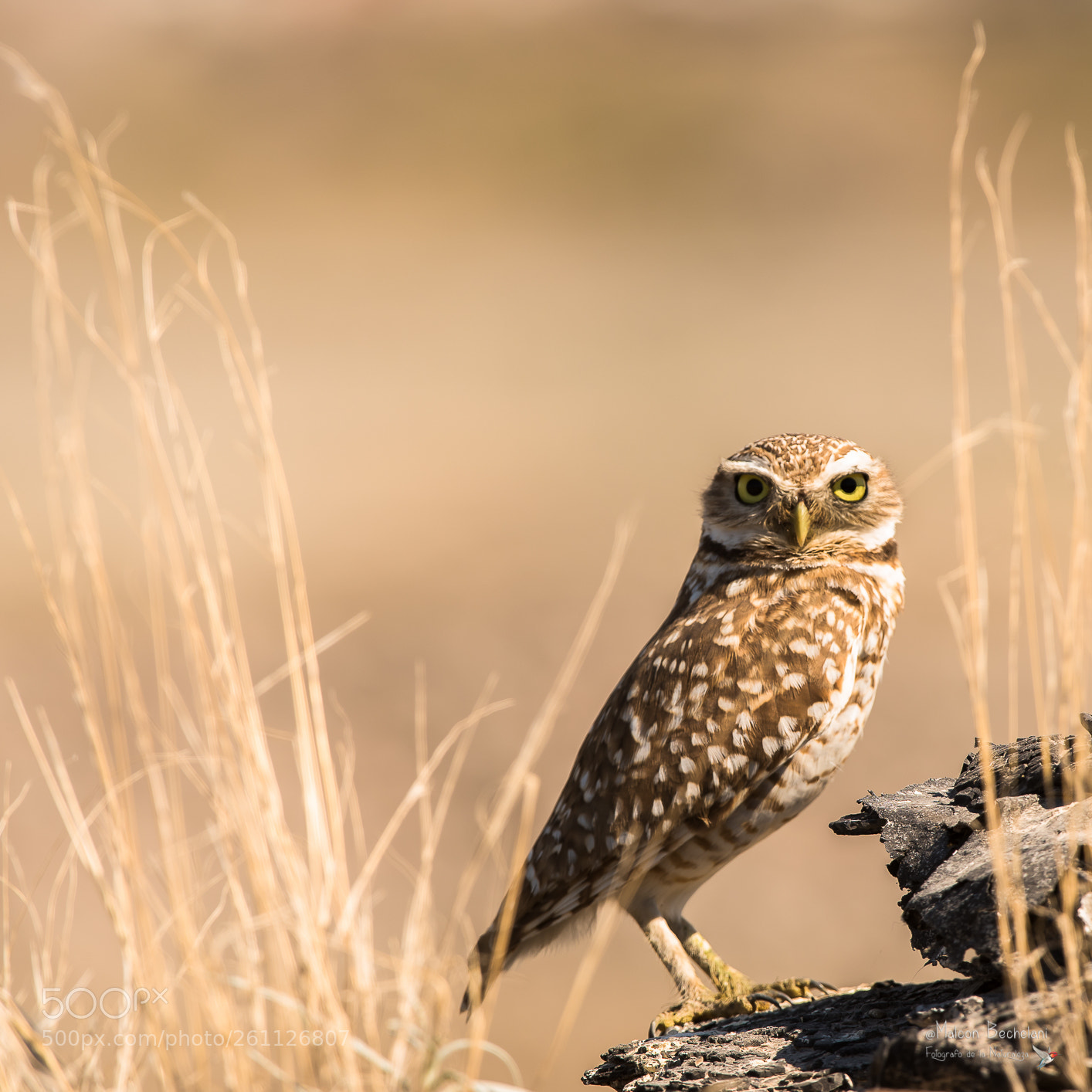 Nikon D810 sample photo. Mbs photography