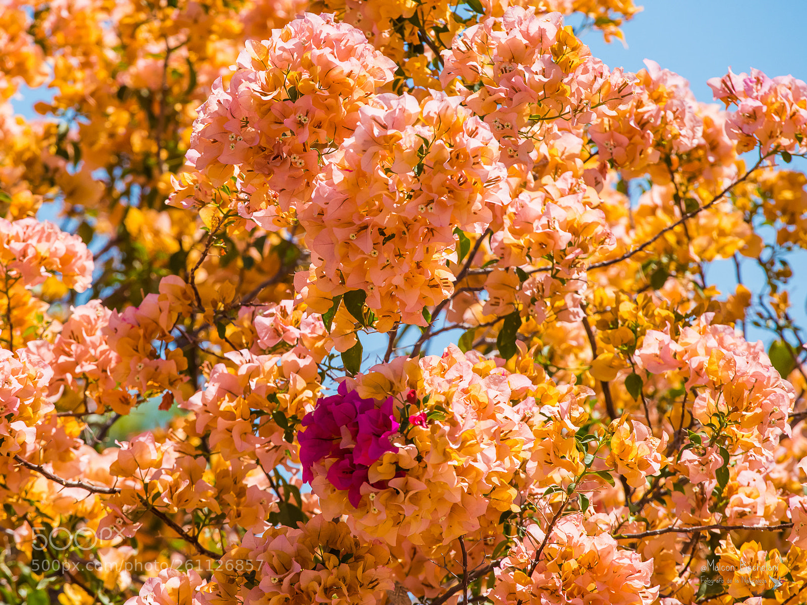 Nikon D810 sample photo. Mbs photography