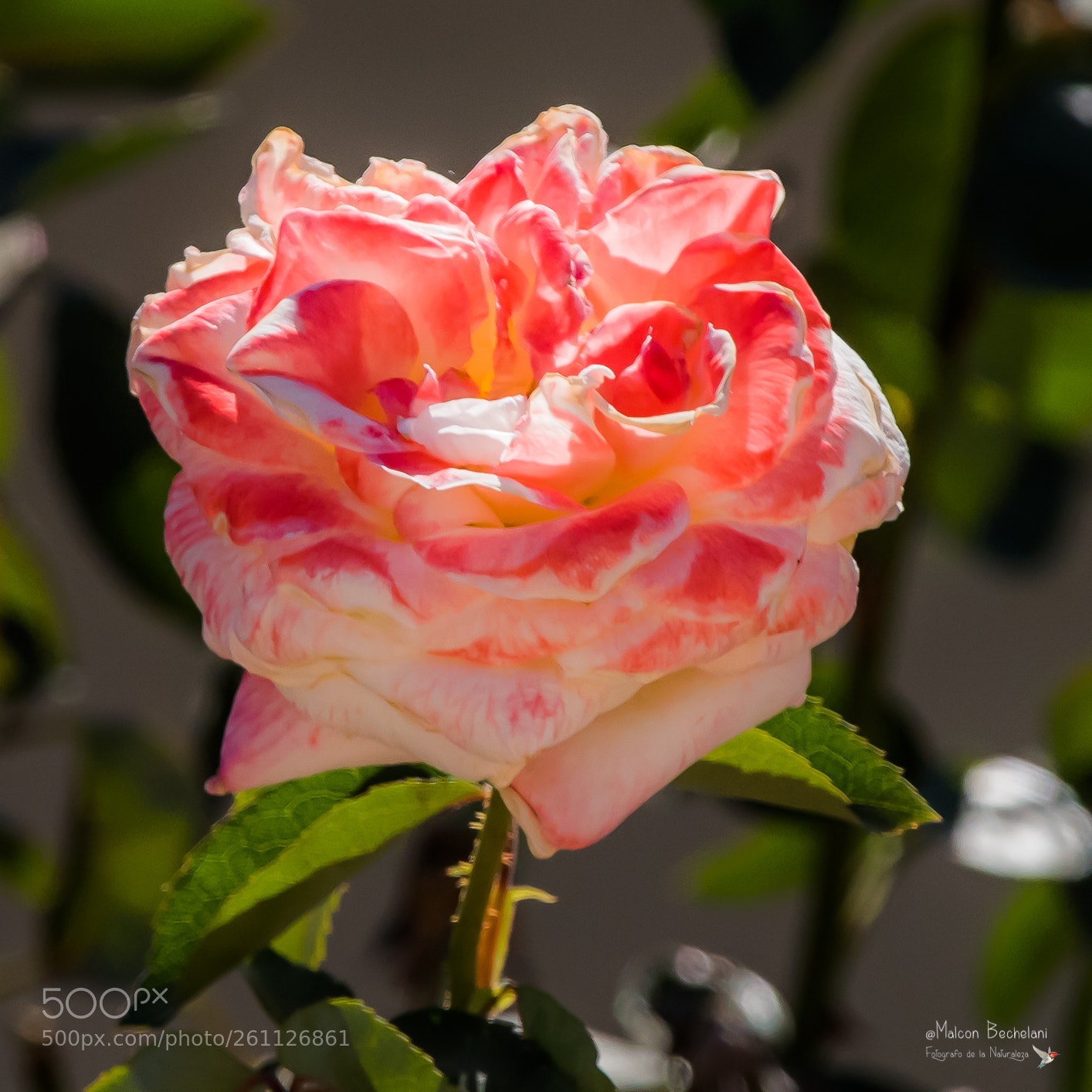 Nikon D810 sample photo. Mbs photography