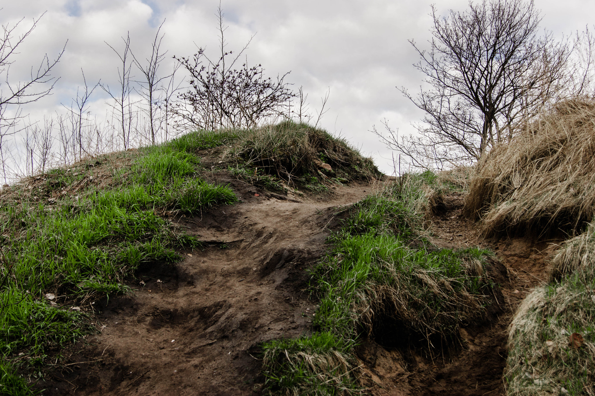 Sony Alpha DSLR-A290 sample photo. Nature photography