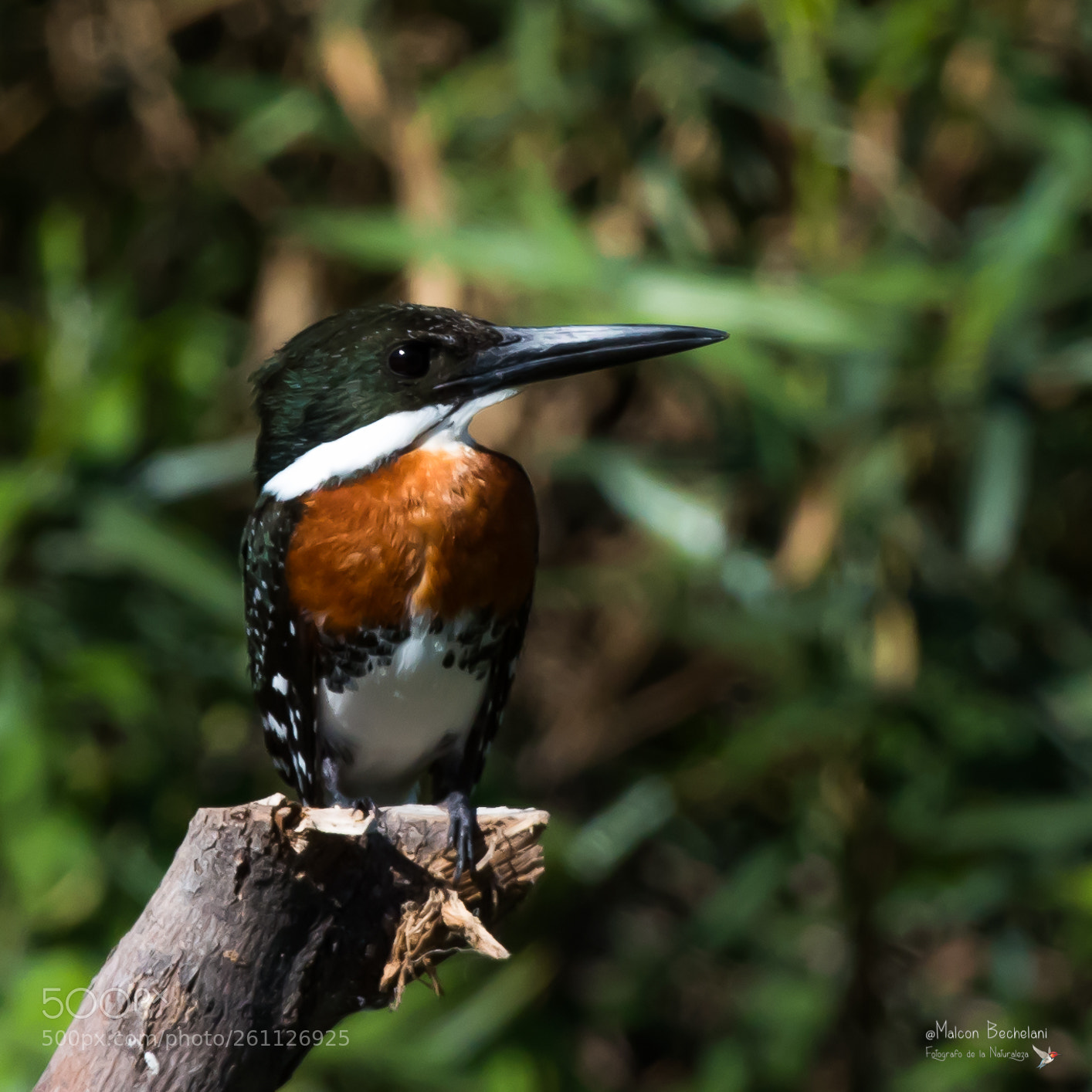 Nikon D810 sample photo. Mbs photography