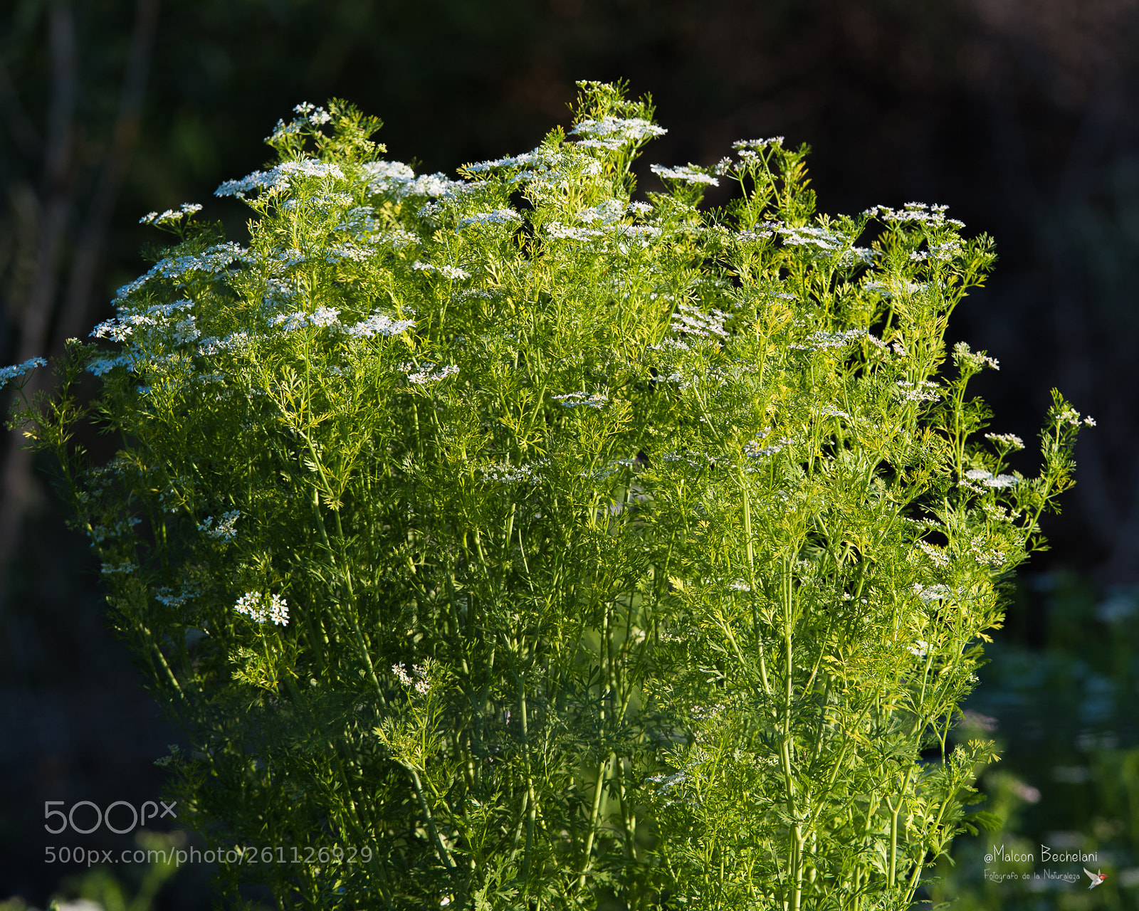 Nikon D810 sample photo. Mbs photography