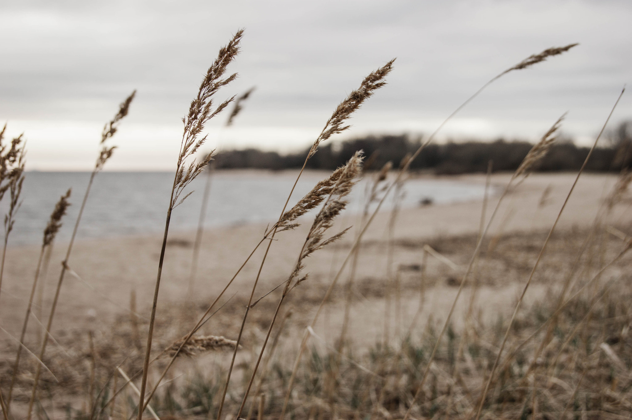 Sony Alpha DSLR-A290 sample photo. Nature photography