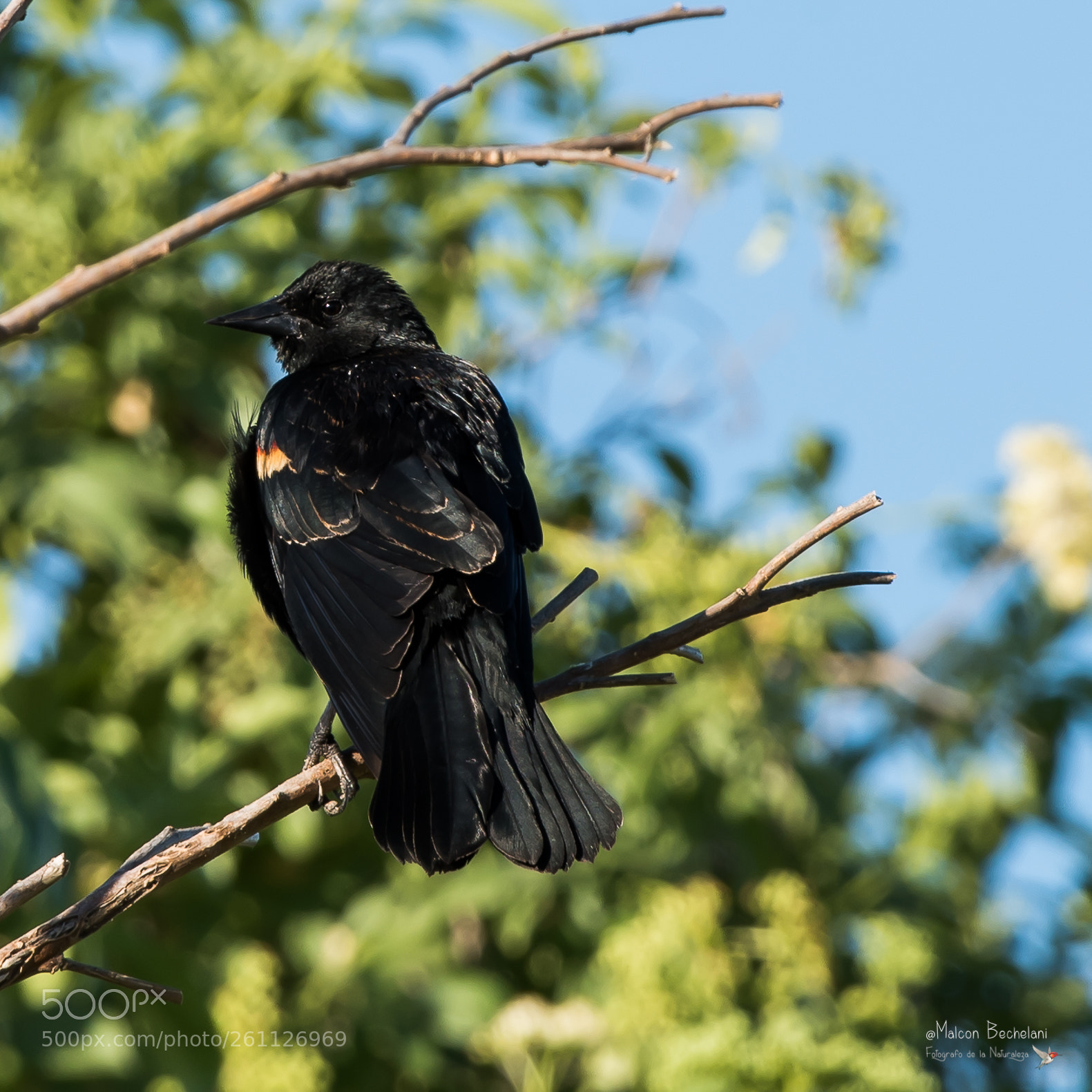 Nikon D810 sample photo. Mbs photography