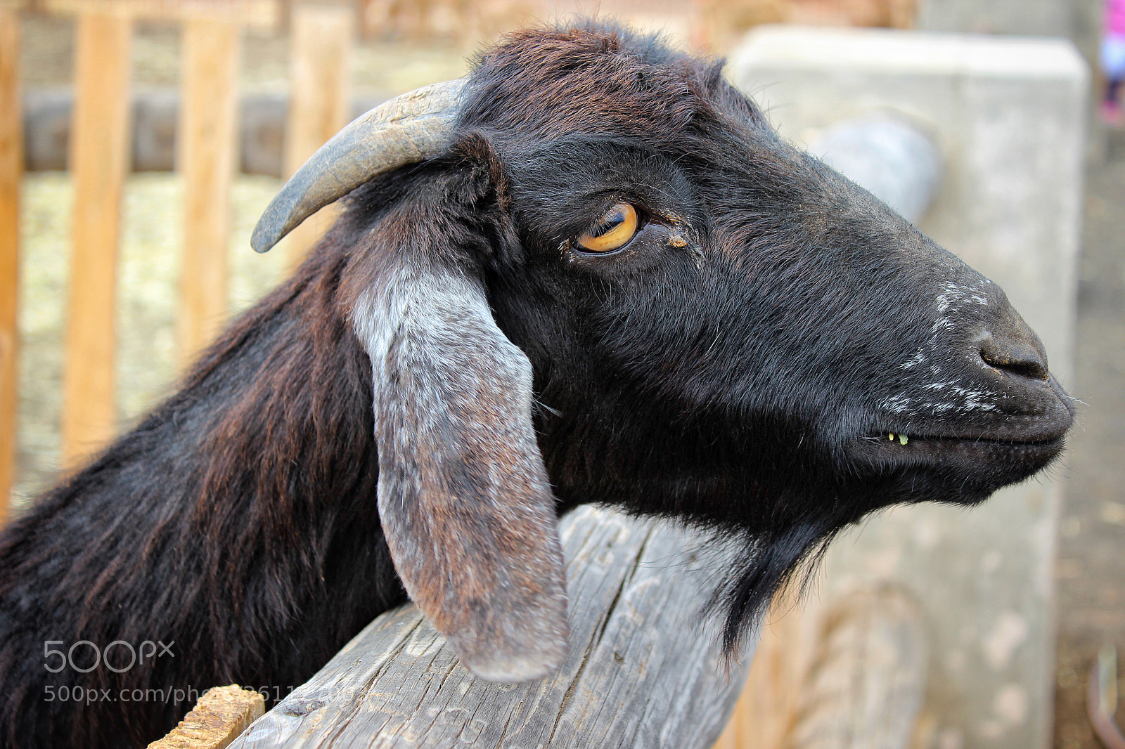 Canon EOS 600D (Rebel EOS T3i / EOS Kiss X5) sample photo. Cabra 3 photography