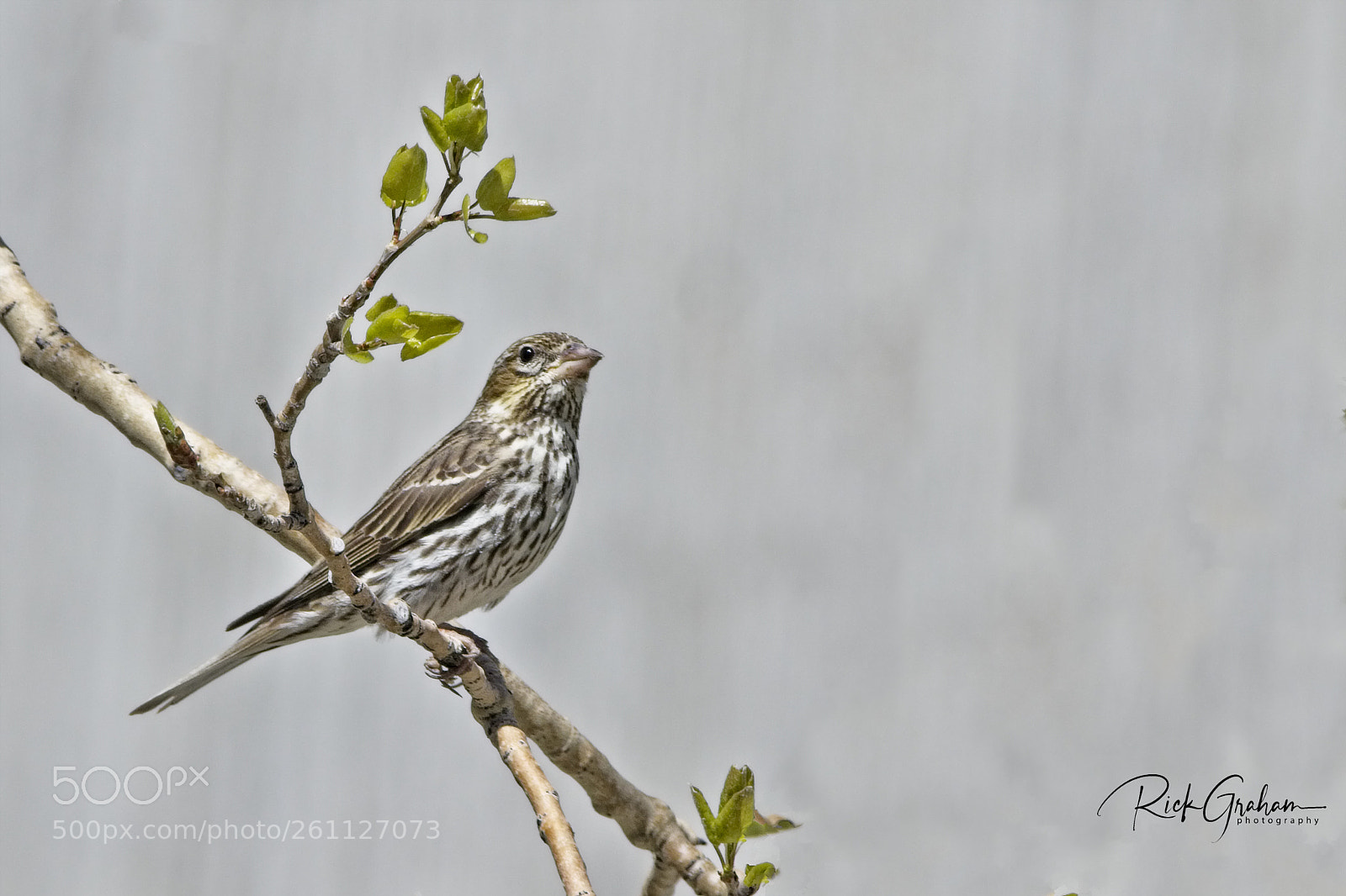 Canon EOS 80D sample photo. Cassin’s finch photography