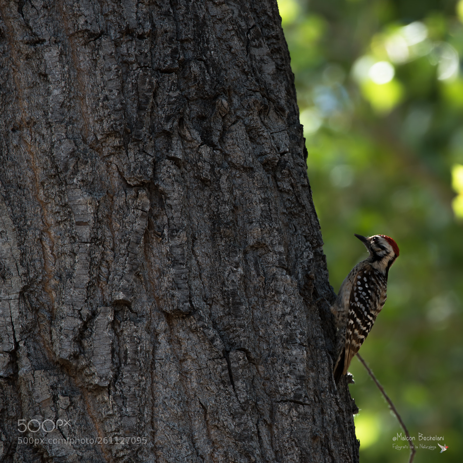 Nikon D810 sample photo. Mbs photography