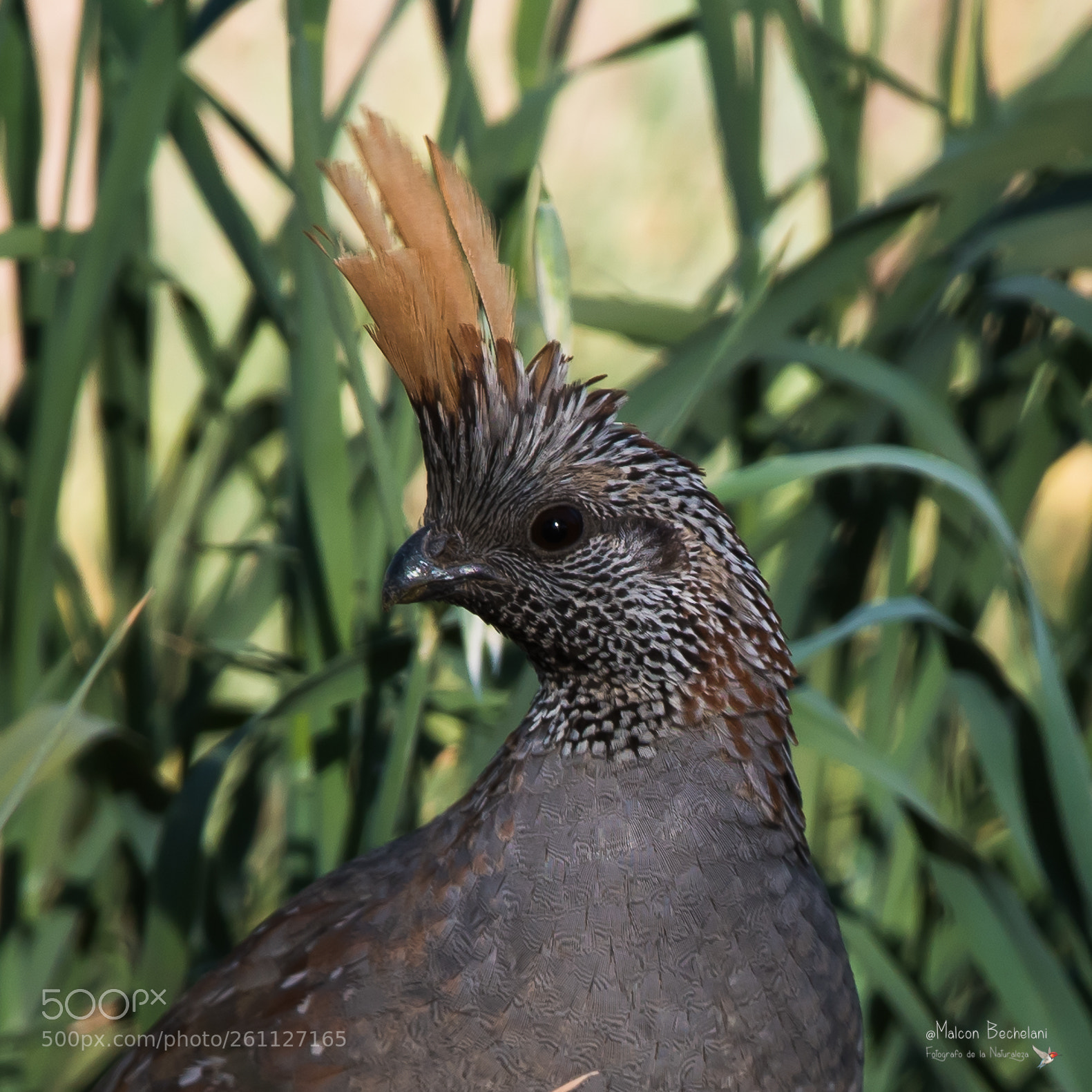 Nikon D810 sample photo. Mbs photography