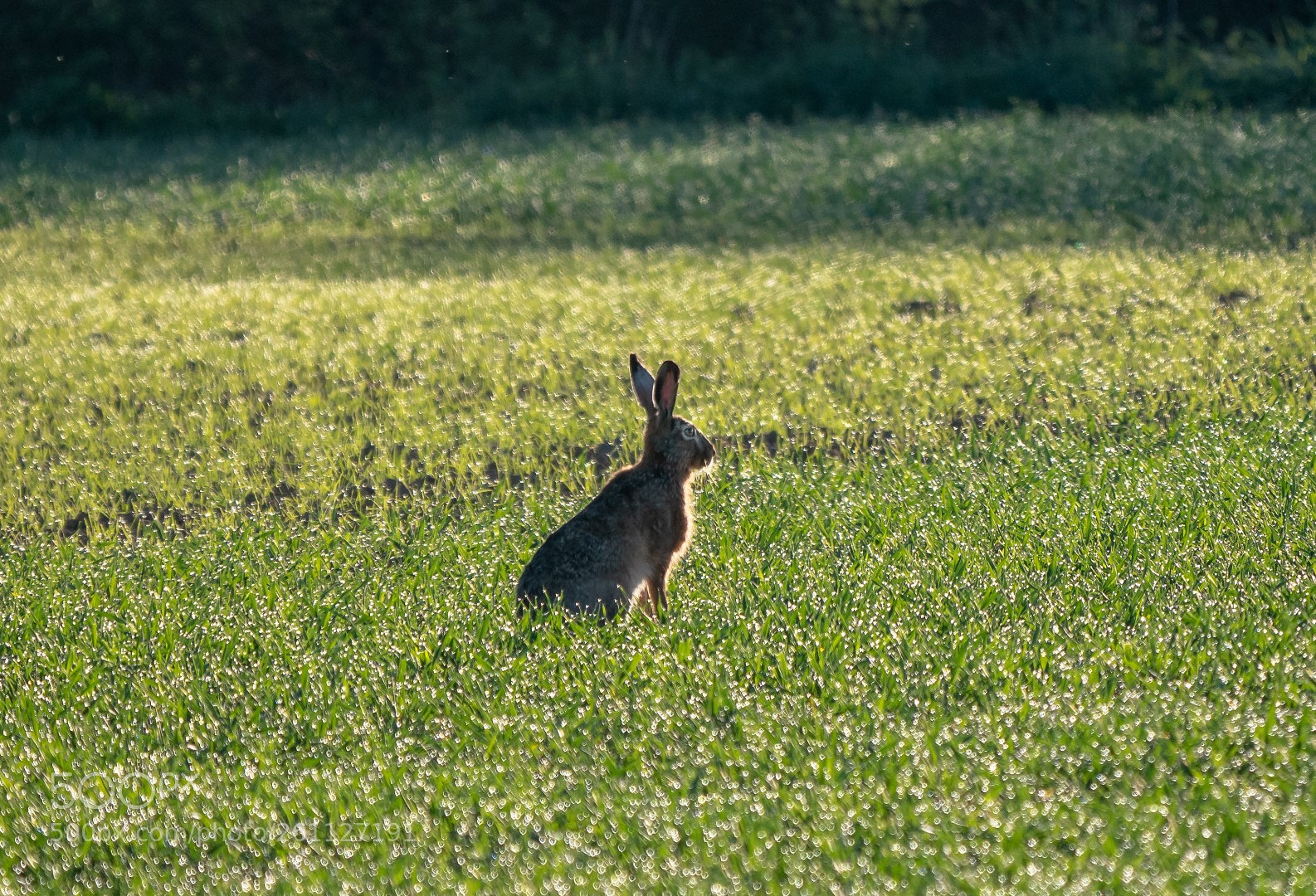 Panasonic Lumix DMC-GX85 (Lumix DMC-GX80 / Lumix DMC-GX7 Mark II) sample photo. Hare photography