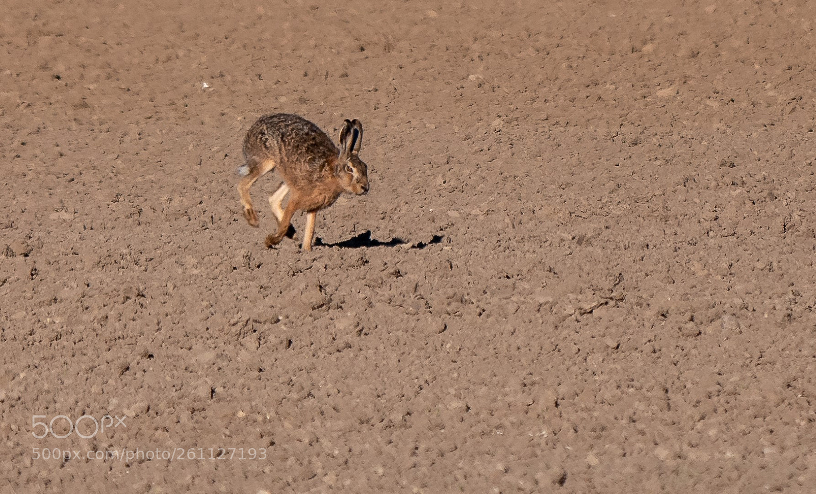Panasonic Lumix DMC-GX85 (Lumix DMC-GX80 / Lumix DMC-GX7 Mark II) sample photo. Hare photography