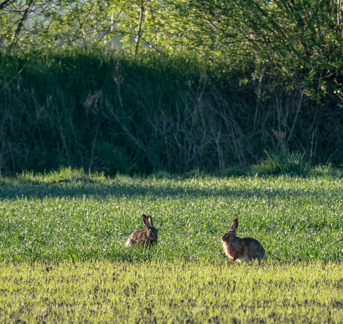 Panasonic Lumix DMC-GX85 (Lumix DMC-GX80 / Lumix DMC-GX7 Mark II) sample photo. Hare photography