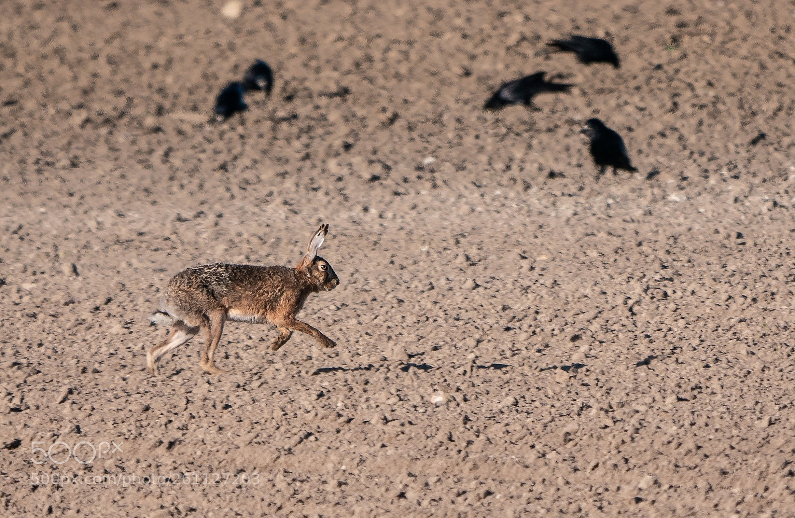 Panasonic Lumix DMC-GX85 (Lumix DMC-GX80 / Lumix DMC-GX7 Mark II) sample photo. Hare photography