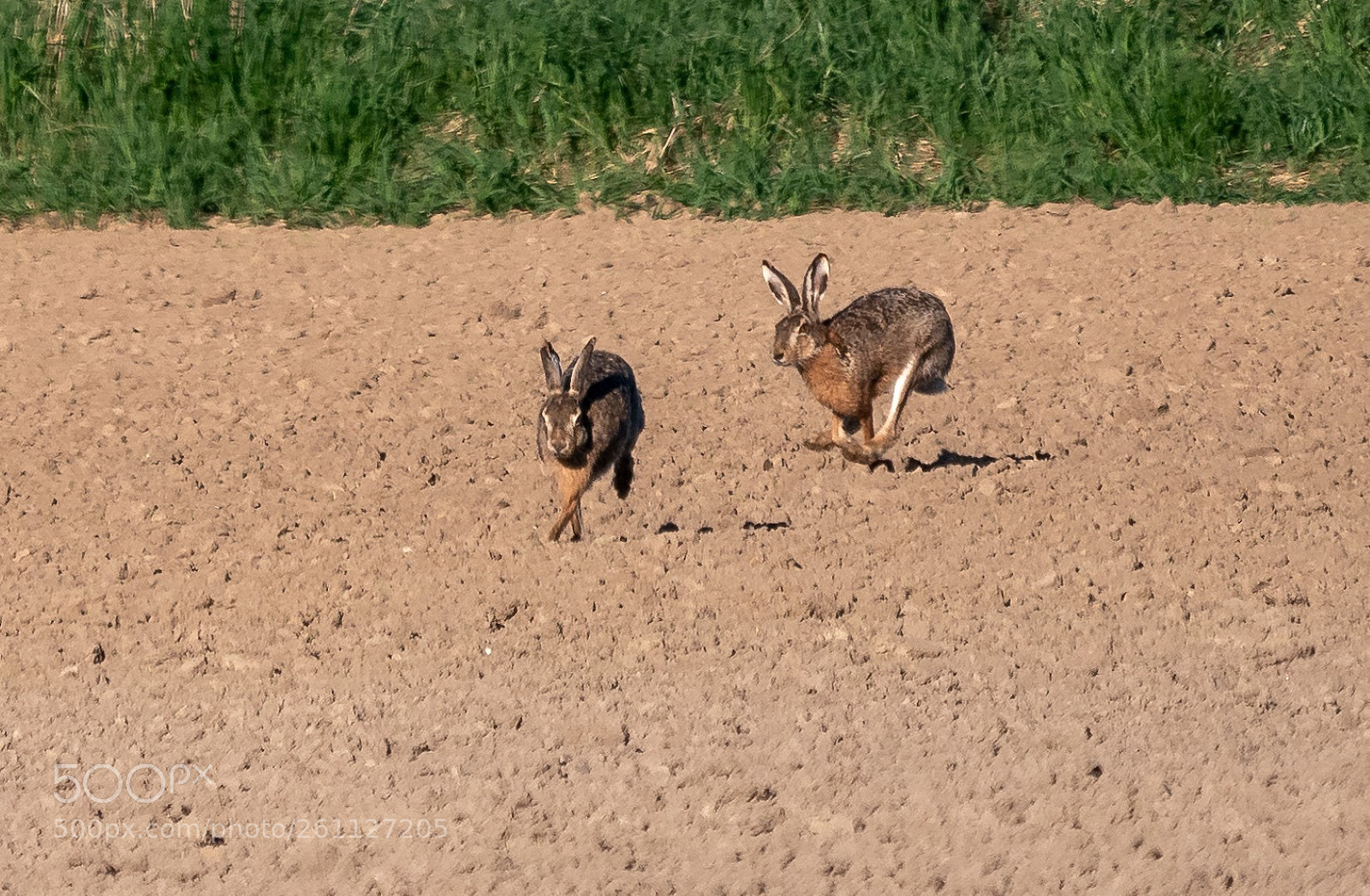 Panasonic Lumix DMC-GX85 (Lumix DMC-GX80 / Lumix DMC-GX7 Mark II) sample photo. Hare photography