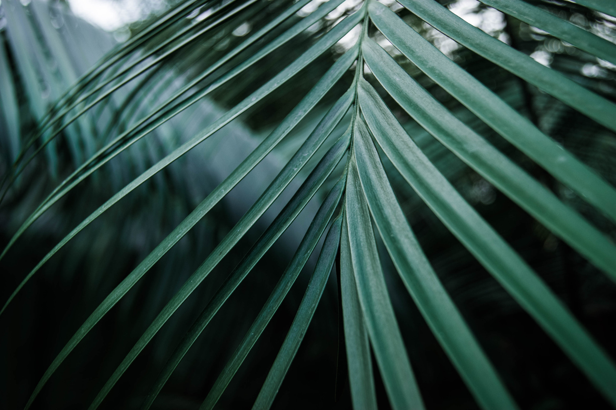 Sony Alpha DSLR-A290 sample photo. Nature photography