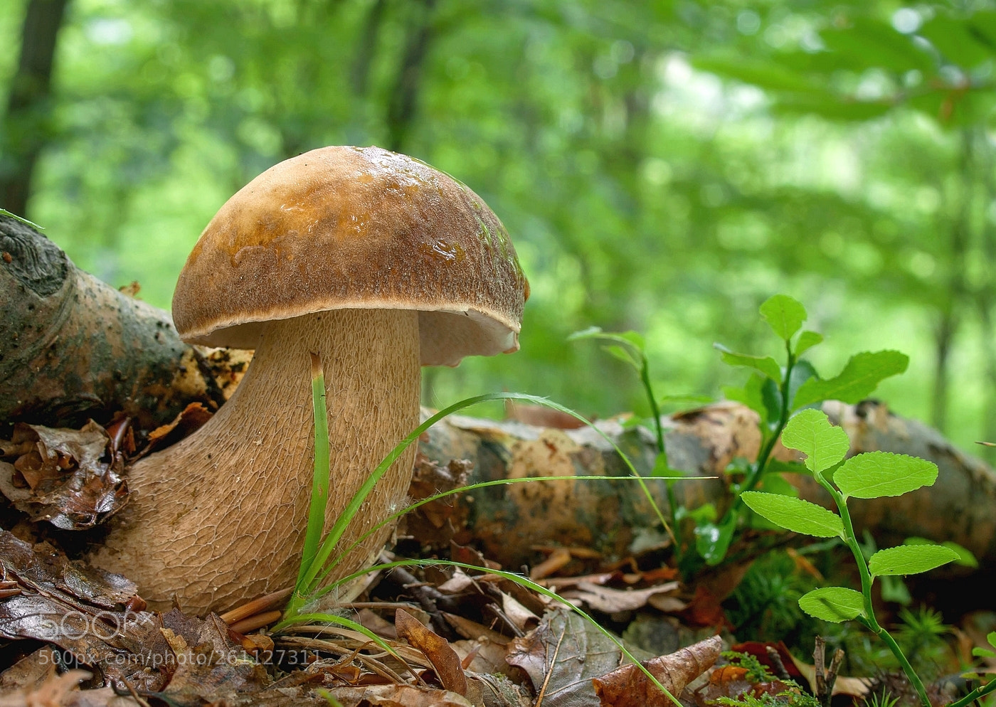 Olympus E-3 sample photo. Boletus reticulatus ( summer cep) photography