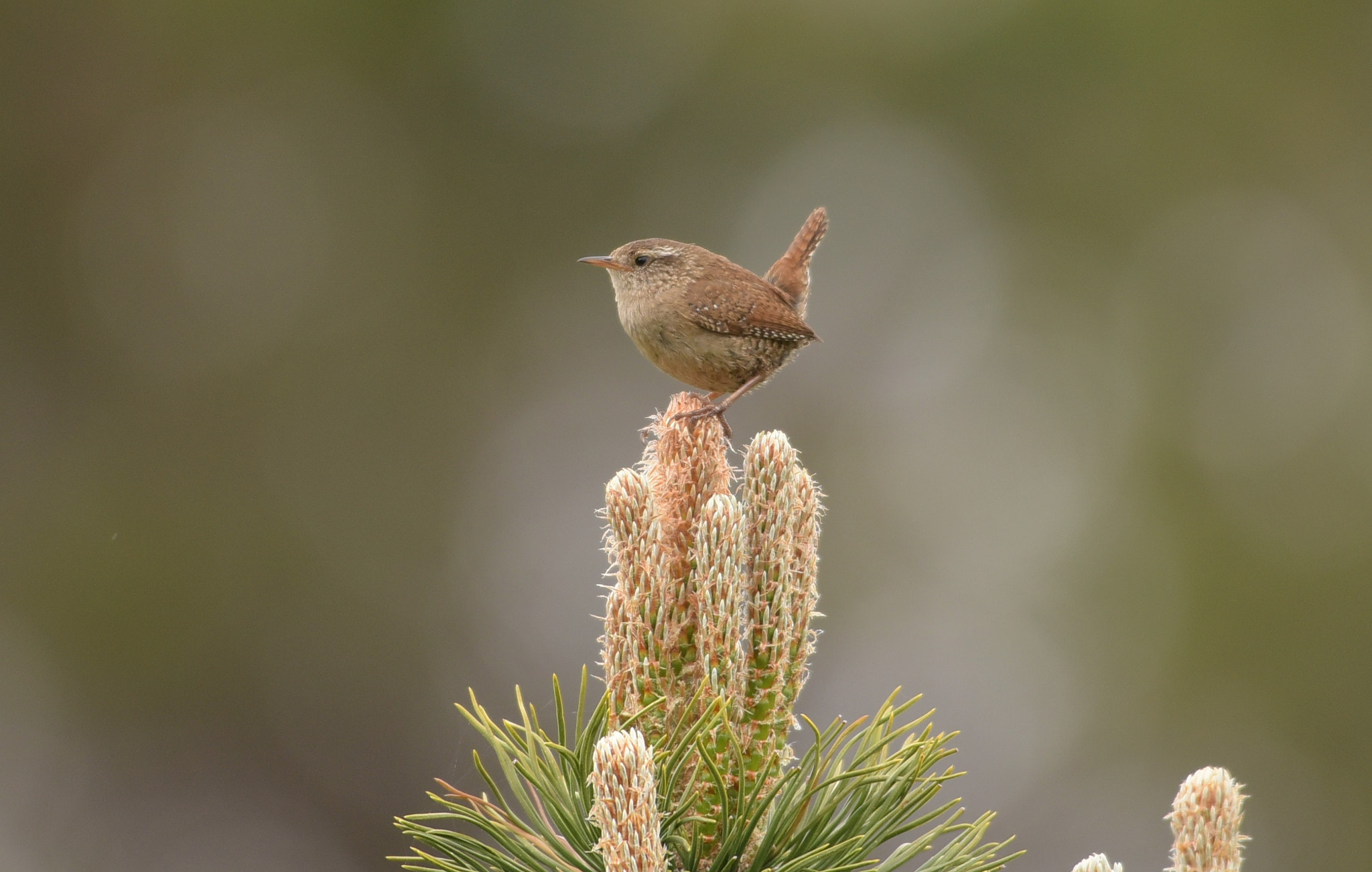 Nikon D750 + Nikon AF-S Nikkor 200-500mm F5.6E ED VR sample photo. Wren,gjerdesmett photography